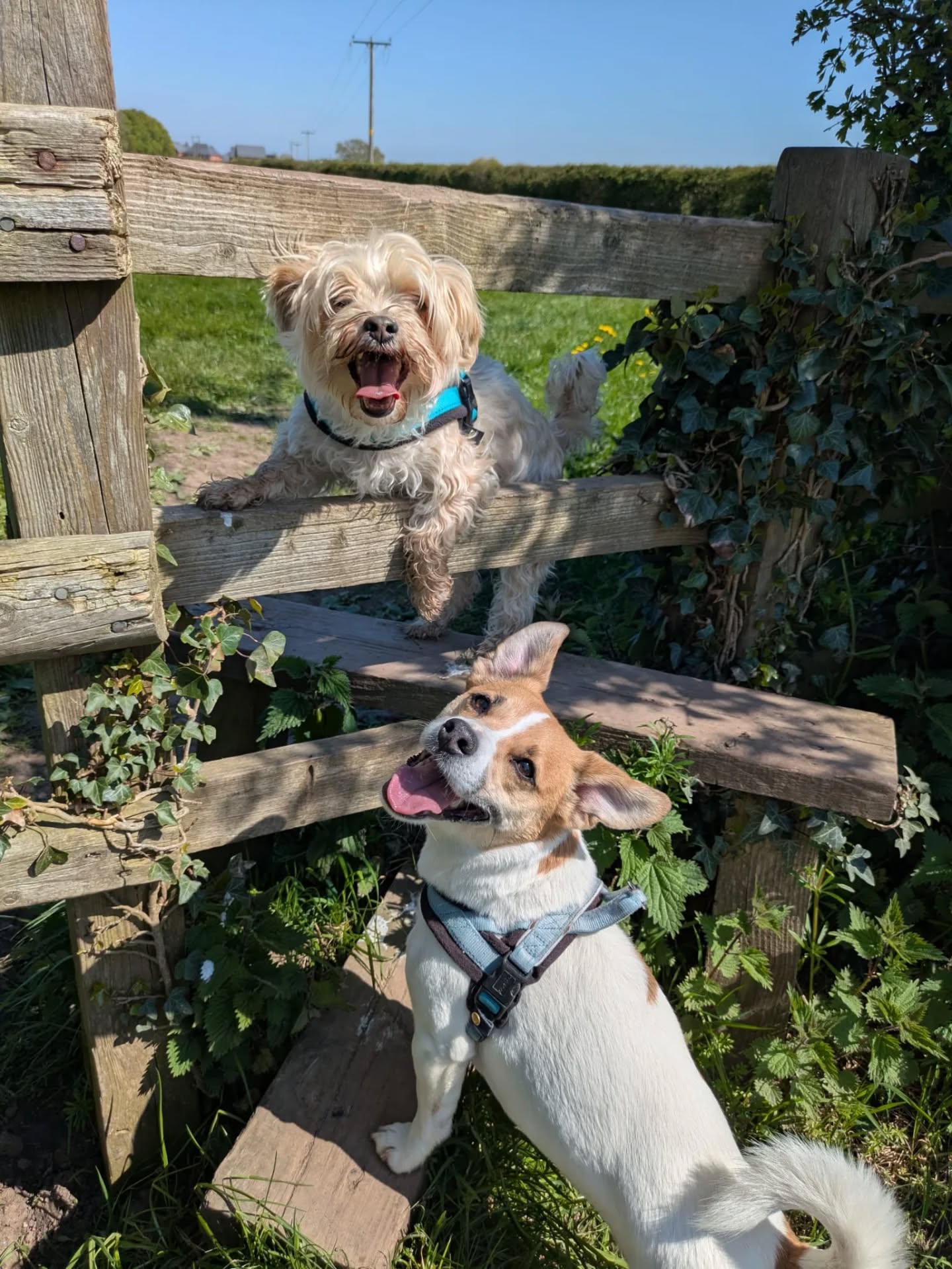 We need your help...
.
.
.
.
.
Convincing Asher to take up Pet Photography as a side hustle!!! π±ππΈ
Surely if we all come together he'll HAVE to do it?! π These skills are insane!!
#dogwalker #dogsofinstagram #petphotographer #petphotooftheday #nantwich