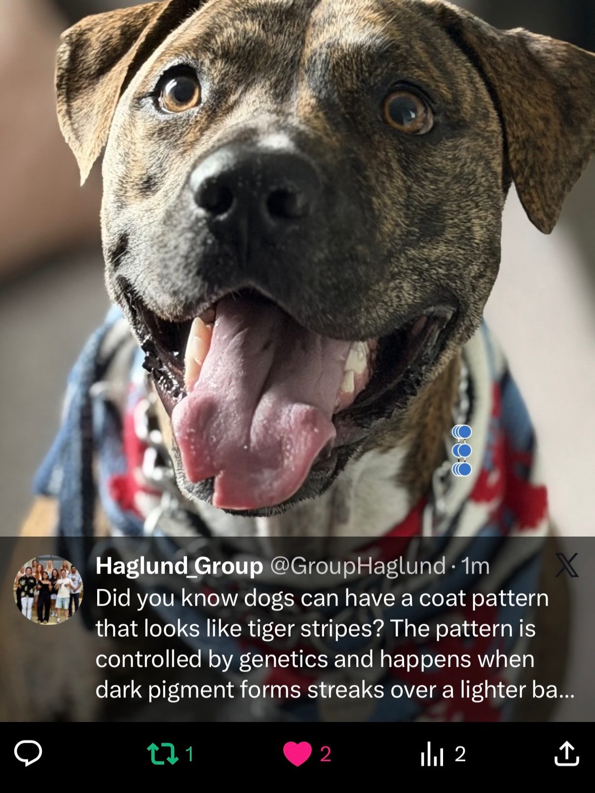 Did you know that some dogs have a coat pattern that looks just like tiger stripes?
It’s called brindle, and it happens when dark pigment (black/brown) forms streaks over a lighter tan or reddish base. Instead of blending evenly, the colors show up in irregular stripes—giving that wild, “mini tiger” look!
This pattern is controlled by genetics that regulate how pigment is distributed during hair growth, creating unique stripe patterns in each dog.
You can spot brindle coats in breeds like Boxers, Greyhounds, and Pit bulls—but no two brindle dogs ever look exactly the same!
Nature clearly has a sense of style.