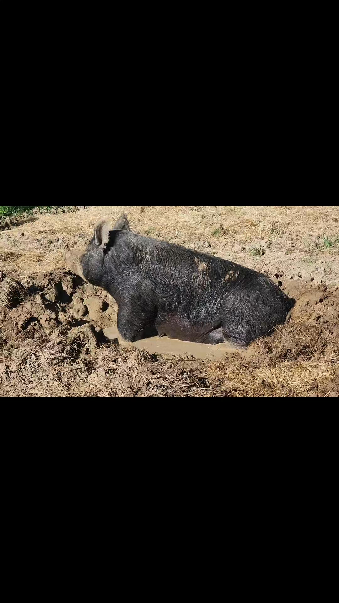 Current mood: pregnant, moisturized, and unbothered 🐷✨️
Growing babies is hard work. Good thing she takes her self-care seriously.
#TheShireFarm #FarmLife #pasturedpork #knowwhereyourfoodcomesfrom