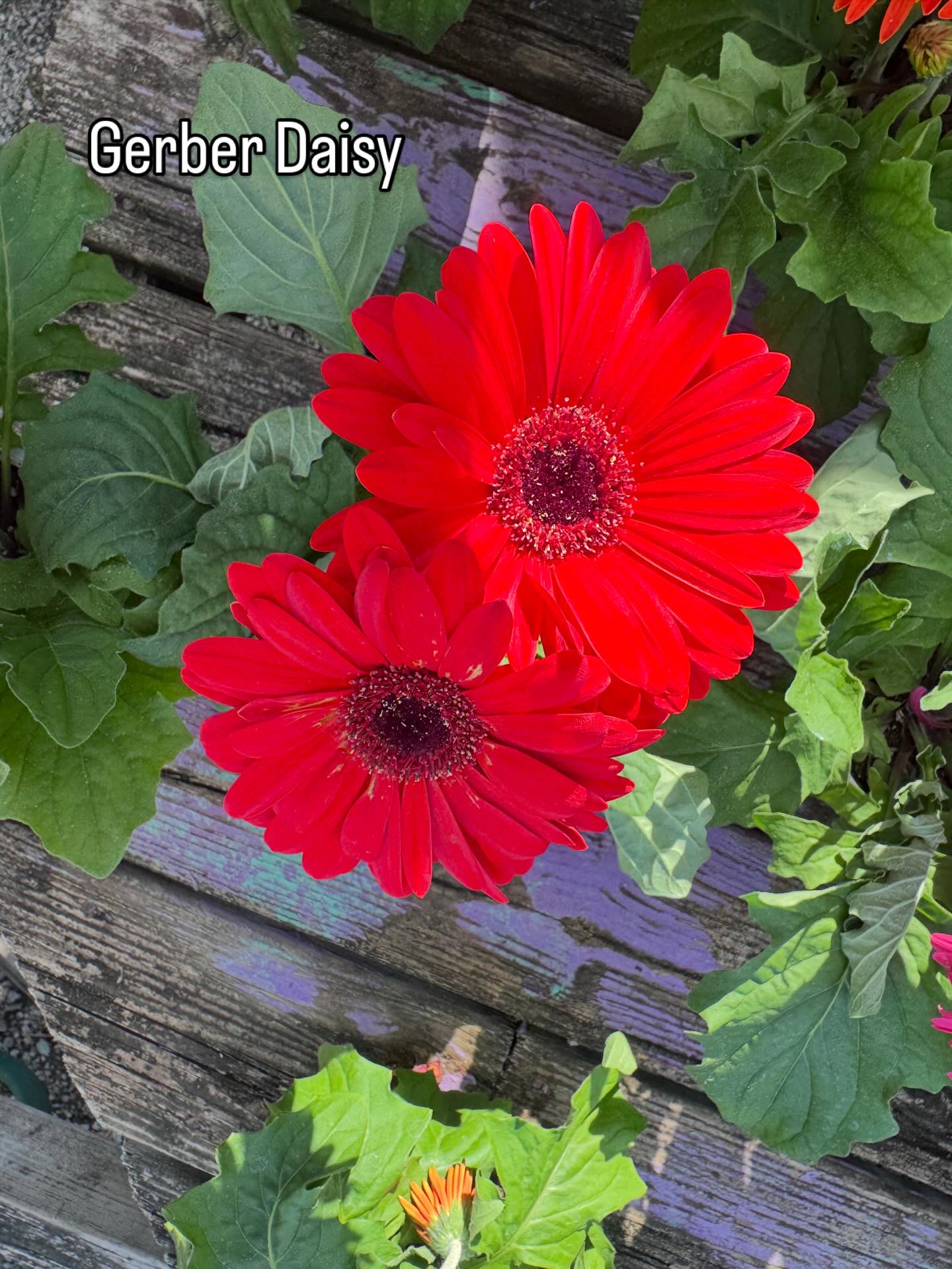 🌸 Bloom check… and WOW, they are showing OFF 😍
Gerber daisies bringing the color, dahlias stealing the spotlight, poppy’s standing tall, and peonies… just being downright breathtaking 💐
These beauties are ready for your garden, porch pots, or patio planters… all they’re missing is YOU. Come pick your favorites before they’re gone!
Don’t forget… we’ve got shrubs and trees ready to complete your space too 🌿
🕗 Hours:
Monday–Friday: 8AM–5PM
Saturday: 8AM–4PM
Come see what’s blooming! 🌼
#BloomingNow #NCGardening #GardenCenterFinds #PorchPotStyle #CoastalGardening PlantJoy SpringColor ShopLocalNC