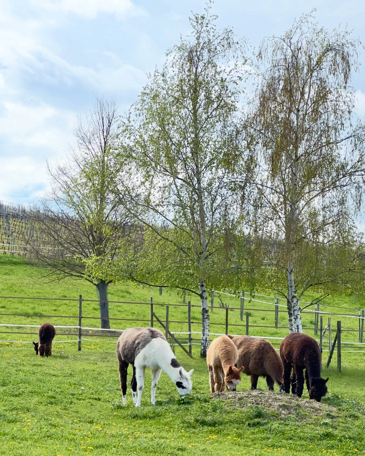 ☀️
Ha, ha…..Paul hat ne Meise🤣 …ach nee, ne 🐦⬛ Krähe 😅
Sie begleitete ihn friedlich eine Weile auf der Weide und borgte sich wohl zum Nestbau🪺 ein bisschen gute Wolle! Das wird nobel!
Es war heute wieder schön draußen und es gab sogar ne kleine Dusche 🚿
✌️ Lieben wir!
Beste Grüße,
🫏🦙 die Jungs 🫶
#esel #lamas #alpakas #frühling #wandernmachtglücklich
