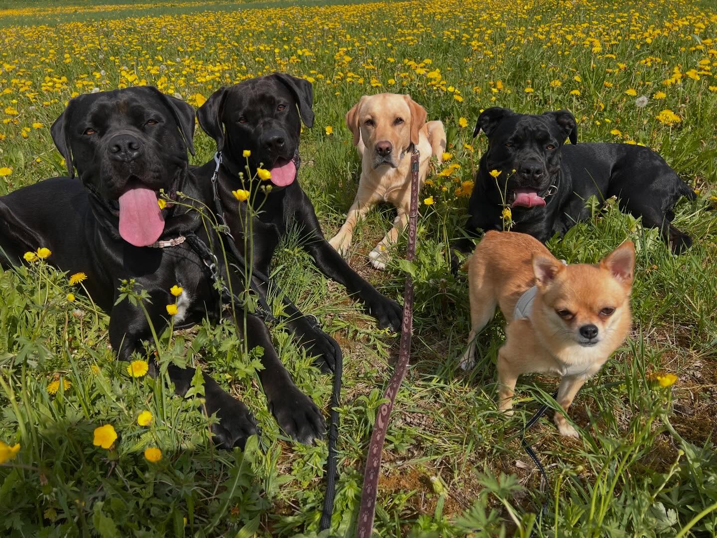 #saroraspfotenstube #