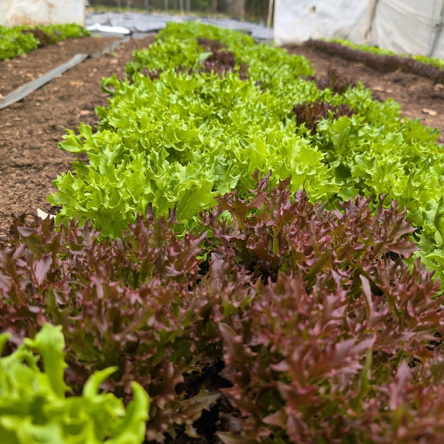 π Look who's back!! Our famous Lettuce mix is @kalamazoofarmersmarket market this morning! Come grab some! ...AND SIGN UP FOR A SALAD GNOME SHARE BEFORE ITS TOO LATE AND YOU HAVE REGRETS!
