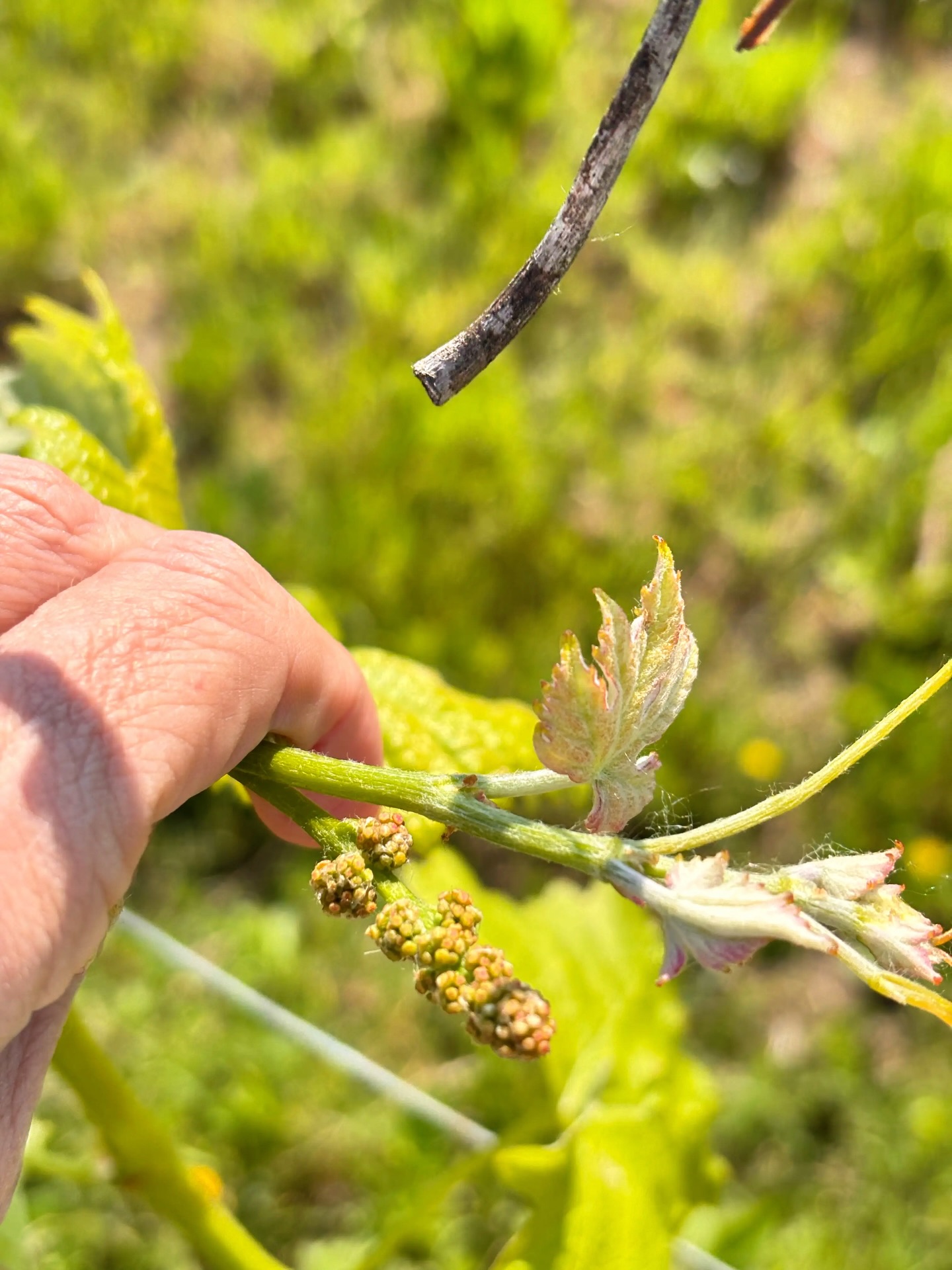The season has started earlier than expected.
Budburst has arrived early here in Piemonte — something we’re seeing more frequently with shifting seasonal patterns. Warmer late winters and early spring temperatures are accelerating the vine’s natural cycle.
While early growth can suggest an earlier harvest, it also brings increased vulnerability. Young shoots are highly sensitive to temperature drops, and even without frost forecasted, the unpredictability of these conditions is one of the greatest challenges in modern viticulture.
For us, sustainability isn’t a concept — it’s a constant response. It means observing more closely, intervening less, and adapting to what each season gives us rather than forcing consistency.
Climate change in the vineyard doesn’t always arrive as extremes. Often, it’s subtle — a shift in timing, in balance, in rhythm.
This is where every vintage begins. And every year, it asks something different of us.
.
.
#piemontewine #italianwine #winesustainability #italy #wine