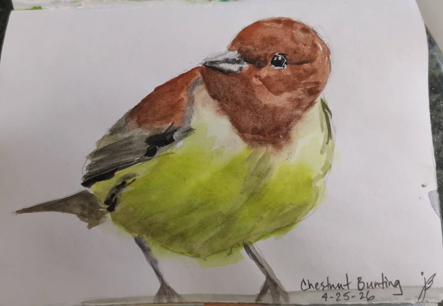 Two quick watercolor birds done in less than 1 hour! Okay I admit I added the background to the robin this morning haha