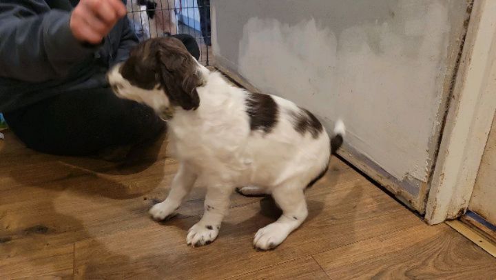 Practicing puppy push ups. Coming quicker for some than others. Always hard with an audience!
#dog #puppy #spaniel