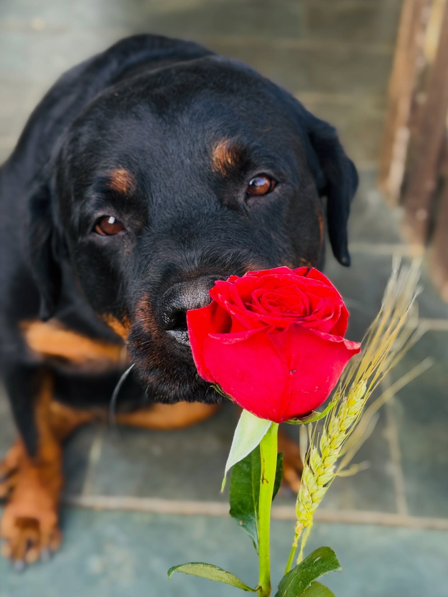Celebrant la Diada de la millor manera 🐾
Feliç Sant Jordi a tothom!🌹🐉
~
#santjordi2026 #santjordi #dogtraining #rottweiler #malinois