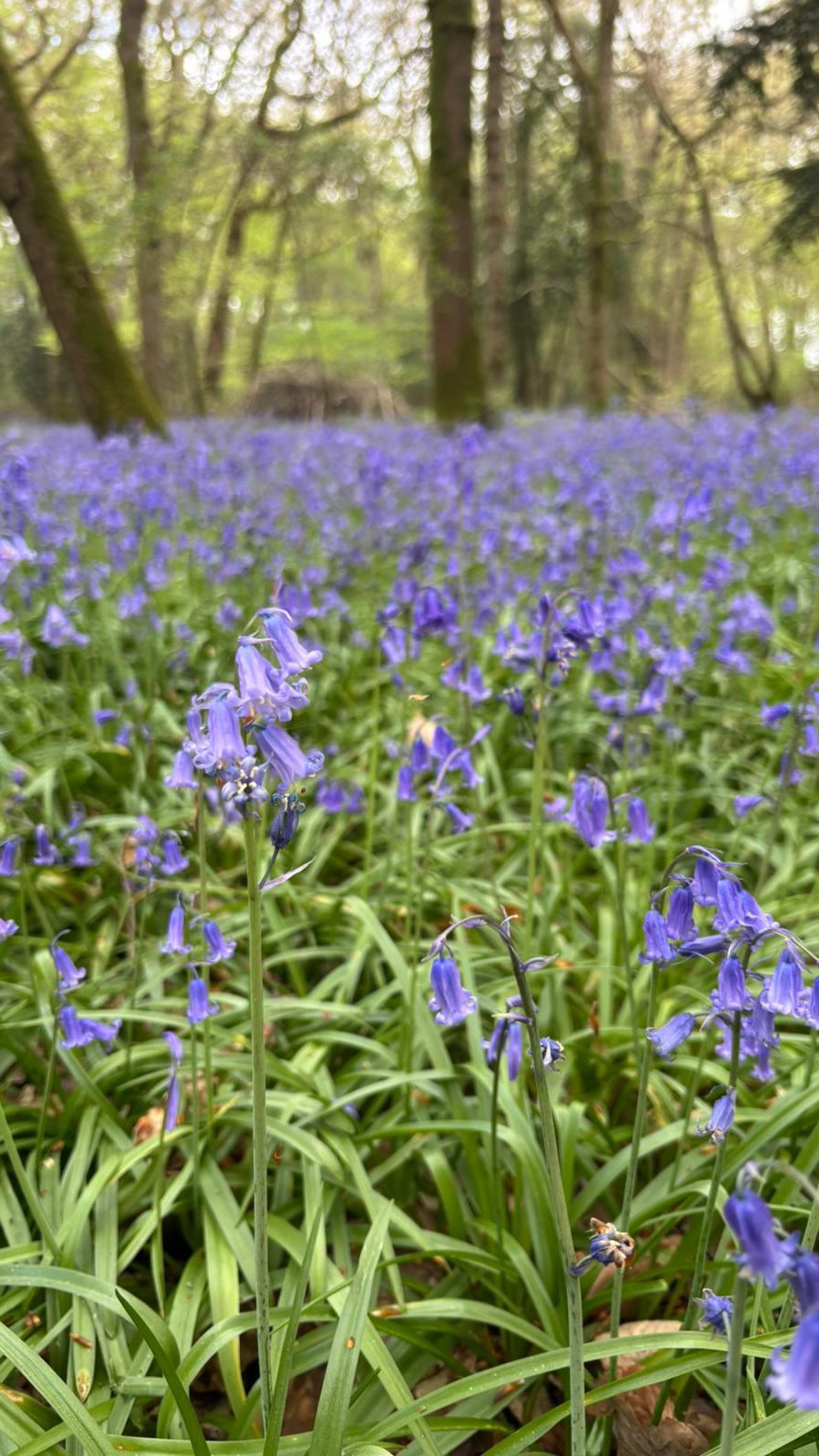 Did you know the Grumpy Mole in Oxted is only a few steps away from one of Surrey’s most spectacular bluebell woods?
‘Staffhurst wood is a peaceful woodland with ancient trees and spectacular springtime displays of bluebells with a small area of grassland and a picturesque pond’ - @surreycountycouncil
Make sure you visit soon as they’re all in full bloom, you don’t want to miss this. Pop in for a drink on your way past if you fancy 🥂
#thegrumpymole #bluebell