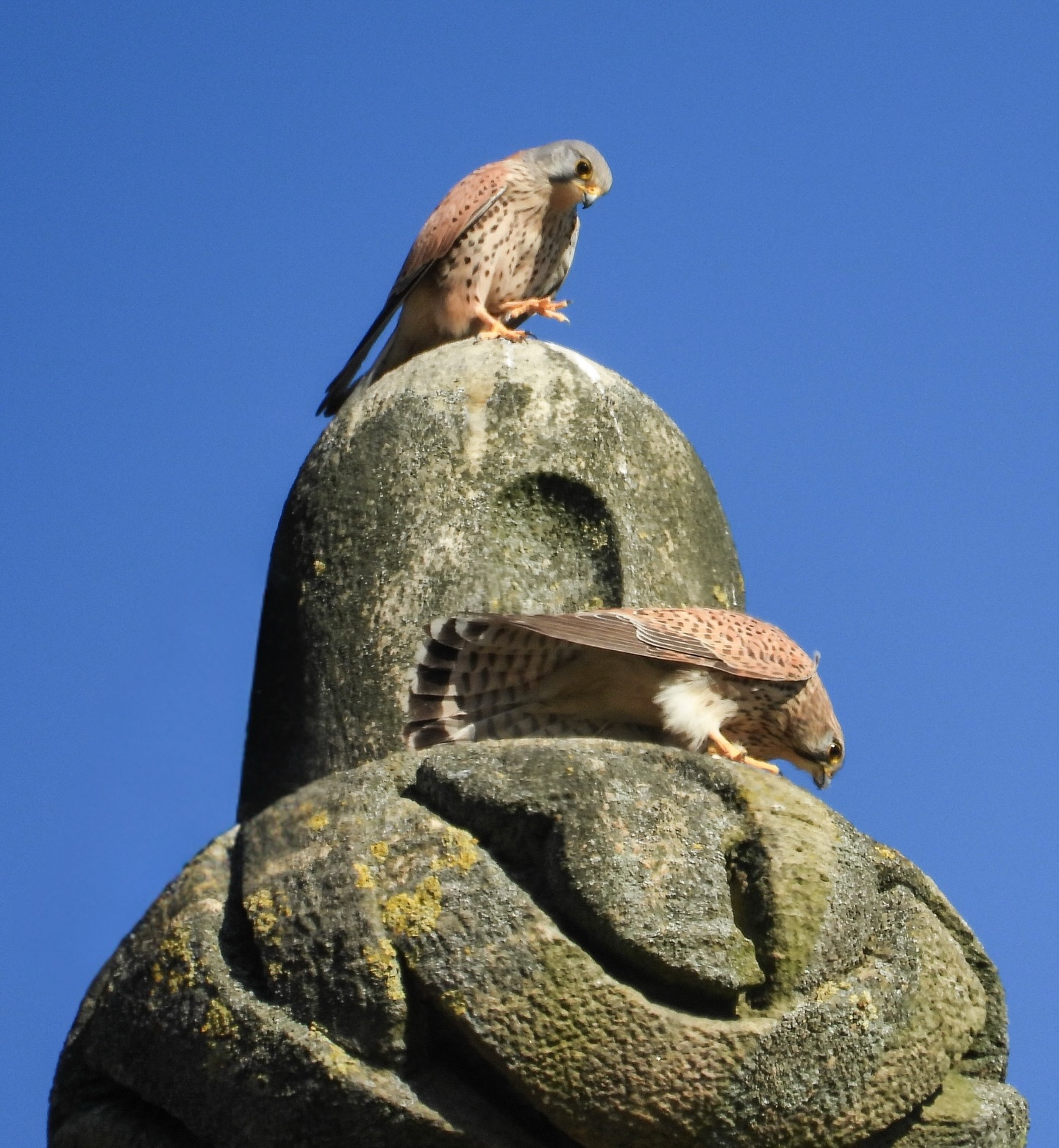 🦅 Zu Besuch bei unseren Turmfalken
Hoch oben im Turmhelmboden der Kulturkirche Paulus sind ganz besondere Mieter zuhause – unsere Turmfalken. Seit vielen Jahren werden hier zwei Nistkästen betreut, die von der Wildtierforschung Region Basel regelmässig überwacht werden.
Gerade jetzt, in der Brut- und Setzzeit von April bis Juli, ist es besonders wichtig, die Tiere ungestört zu lassen, damit der Nachwuchs gut gedeihen kann. Wie viele Jungvögel es in diesem Jahr werden, bleibt spannend – von Jahr zu Jahr kann die Brut sehr unterschiedlich ausfallen, manchmal gar keine, manchmal bis zu einem halben Dutzend Kleine.
Wir freuen uns, diesen wunderbaren Tieren ein Zuhause bieten zu können. 🏛️🌿
📷: Willy Fröhlich
#turmfalke #wildtiere #kulturkirchepaulus #basel #naturschutz
