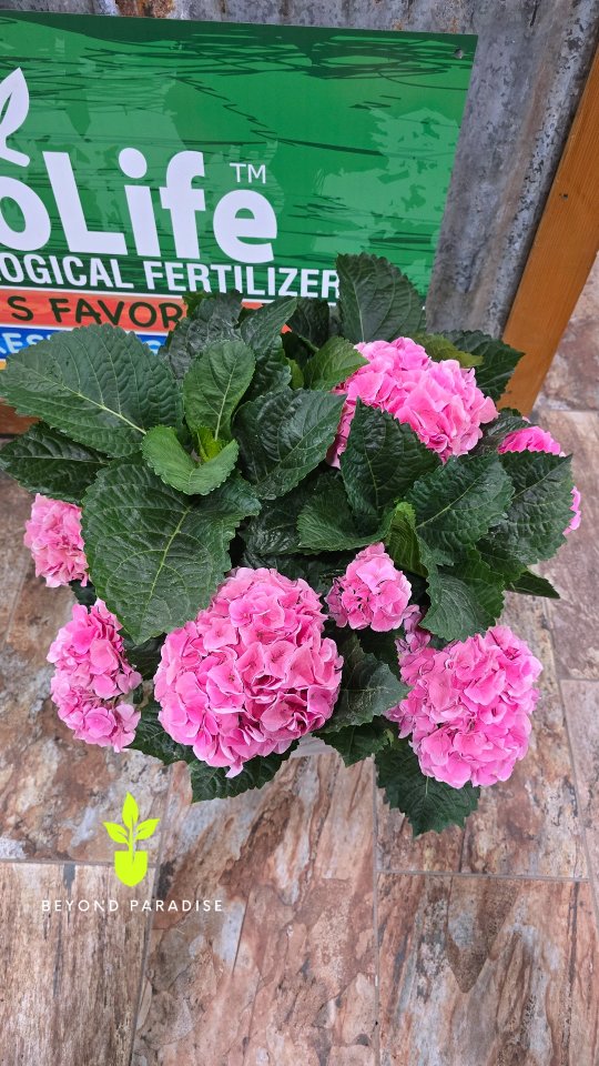 Look at these beautiful hydrangeas that arrived 🌸 at Beyond Paradise, ready to brighten your space!
#beyondparadisenursery #hydrangea #hydrangeas #gardencenter #GardenSeason