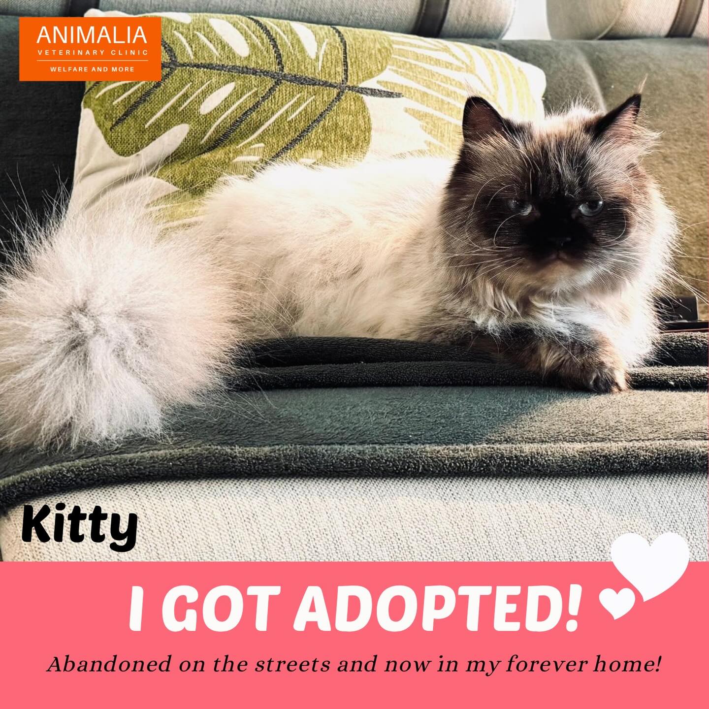 #adoptdontshop #loveanimals #dontleavemebehind #catrescue #loveuae @animaliauae