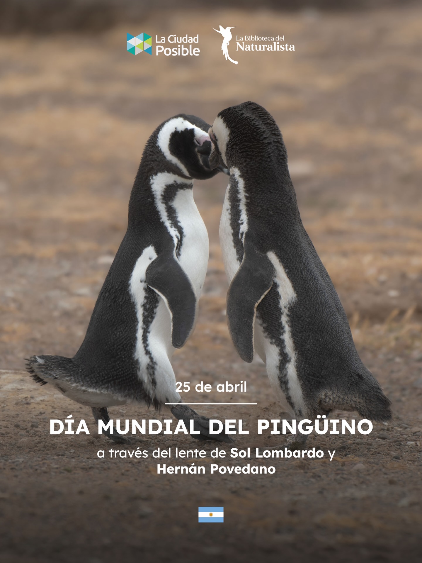 En el Día Mundial del Pingüino, compartimos una selección de fotografías de Sol Lombardo y Hernán Povedano, de la Biblioteca del Naturalista. 🐧
Una mirada que invita a observar la relación entre especies, territorio y conservación.
Desde La Ciudad Posible seguimos impulsando contenidos que conectan conocimiento, biodiversidad y acción.
Conoce más sobre esta iniciativa en www.labibliotecadelnaturalista.com 🌱