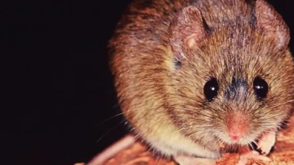 🚨 ¡Ojo con esto! ¿Sabías qué hay que tener cuidado al encontrar un roedor 🐀 muerto en tu hogar 🏠?
POV: Encontrás un roedor muerto en tu cocina 🍽️ y no sabés qué hacer 🤔. La noticia es que es fundamental tener en cuenta ciertas recomendaciones para evitar problemas de salud 🏥. Si encontrás un roedor muerto, lo mejor es rociarlo con agua 🌊 y lavandina 🚿 antes de retirarlo, para evitar el contagio de enfermedades 🦟.
TIP DYNAPEST: Es importante recordar que los roedores podemor 🐭 transmitir enfermedades a los humanos, por lo que es fundamental tomar las precauciones necesarias para evitar el contacto con ellos 🚫.
Etiquetá a ese amigo que le tiene fobia a los bichos 🐜 y que debe saber esto 📣. Consultanos por DM 📩 para obtener más información sobre cómo prevenir y controlar plagas en tu hogar 🏡.
Guardá este post para tener en cuenta las recomendaciones en caso de encontrar un roedor muerto 📝. Y si necesitás una inspección en tu hogar, no dudes en contactarnos 📞.
#ControlDePlagas #DynaPest #SaludPublica #Roedores #PlagasUrbana
📖 Fuente: Río Negro
🌐 Web: www.dynapest.com.ar
🟢 WhatsApp: https://api.whatsapp.com/send?phone=5492994567415