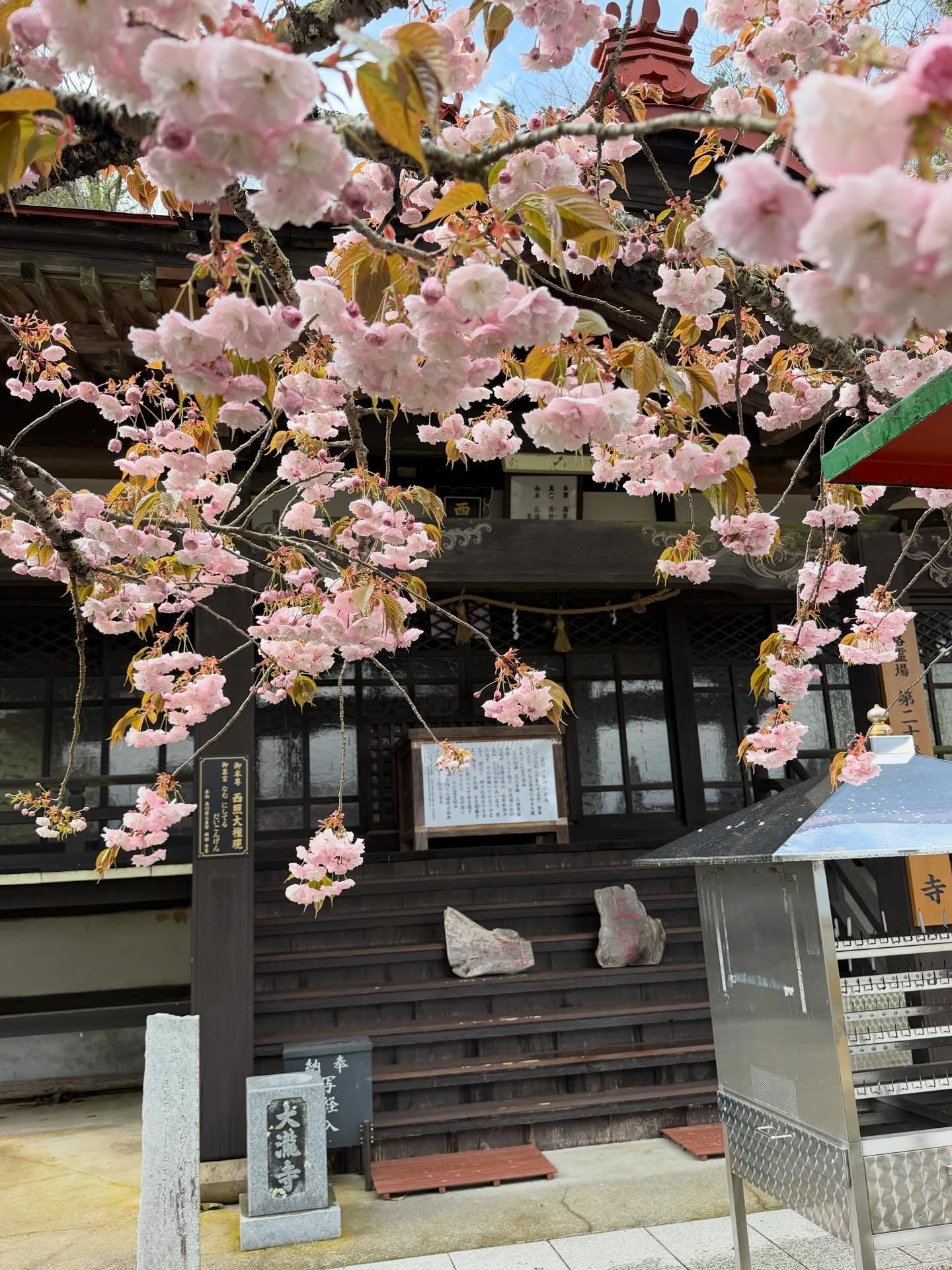 本堂前の八重桜。
こちらは雨に打たれて項垂れた感じになっております。
#厄流しの寺
#西照大権現大瀧寺
#四国別格二十霊場
#天忍日命 #弘法大師