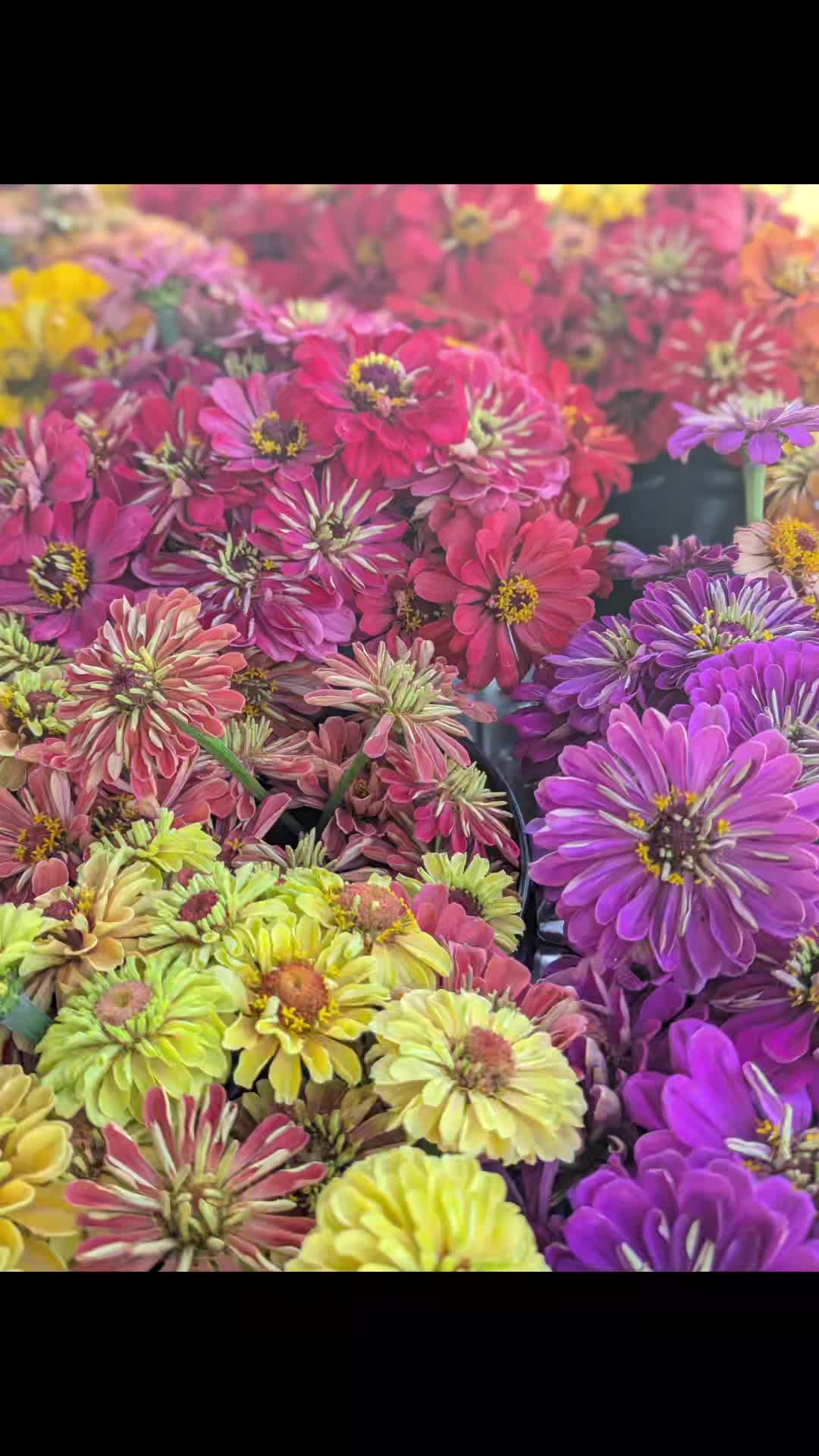 FEEL THE JOY! Hello Flower season! Giving flowers makes everyone happy๐ See you out in the flower fields. @SweetfieldsFarm
#Sunflowers #flowers #upick #upickflowerfarm #thingstodo #sunflowerfields #familyfun #sunflowermaze #sunflowerfestival #springseason #givemomflowers #mothersday #mothersdayactivities #freshflowers #weekendevents #highlandcow
