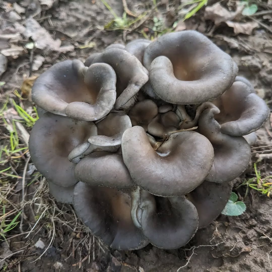 The outdoor harvests have begun again!
Stop by the farmstand for fresh mushies or tinctures! 🍄
9 Walker Meadows Arlington VT