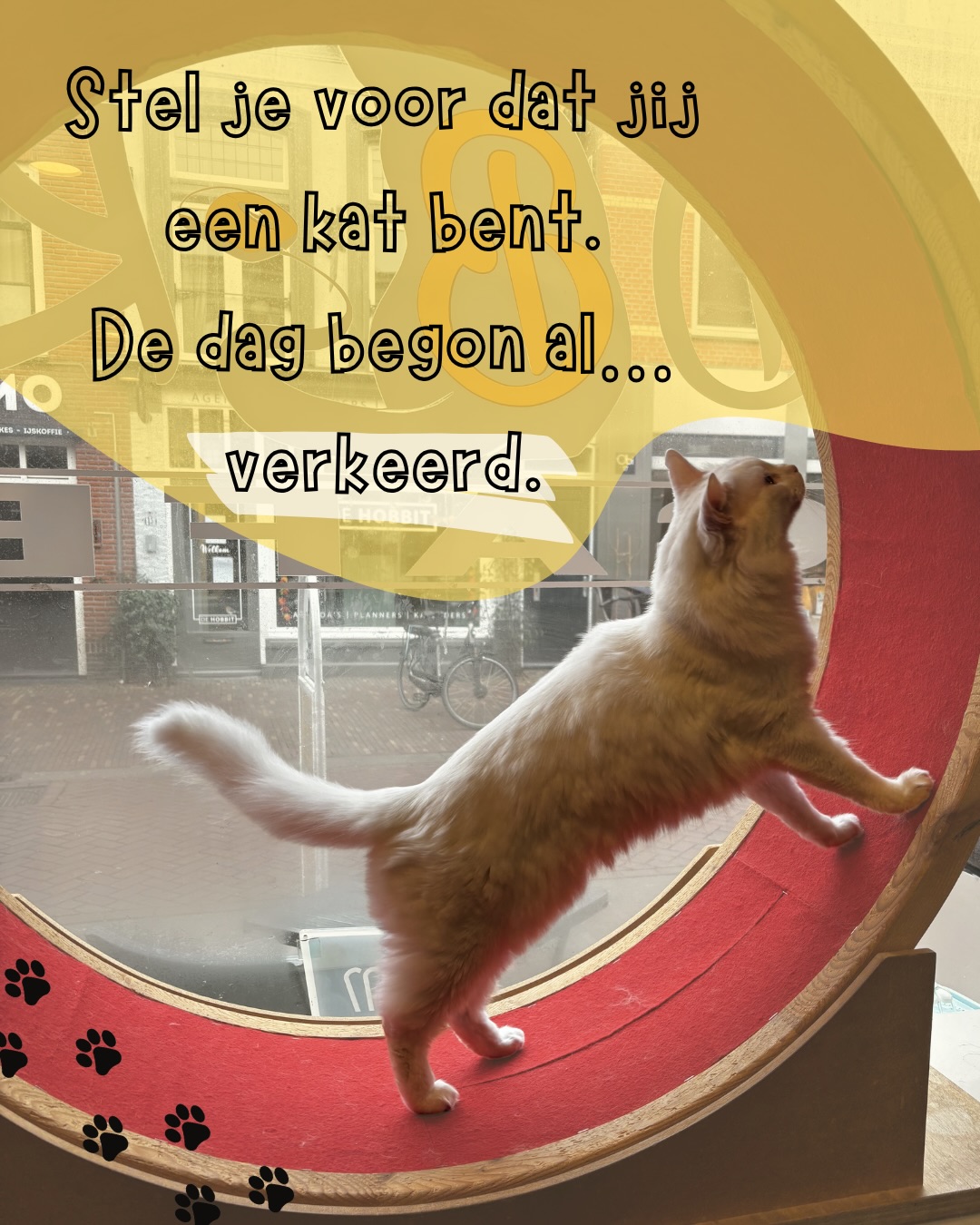 Veel gedrag dat als “probleem” wordt gezien… is eigenlijk communicatie.
Bij ons staat het welzijn van de katten altijd op de eerste plaats.
Kom het zelf ervaren in ons kattencafé. 🐾