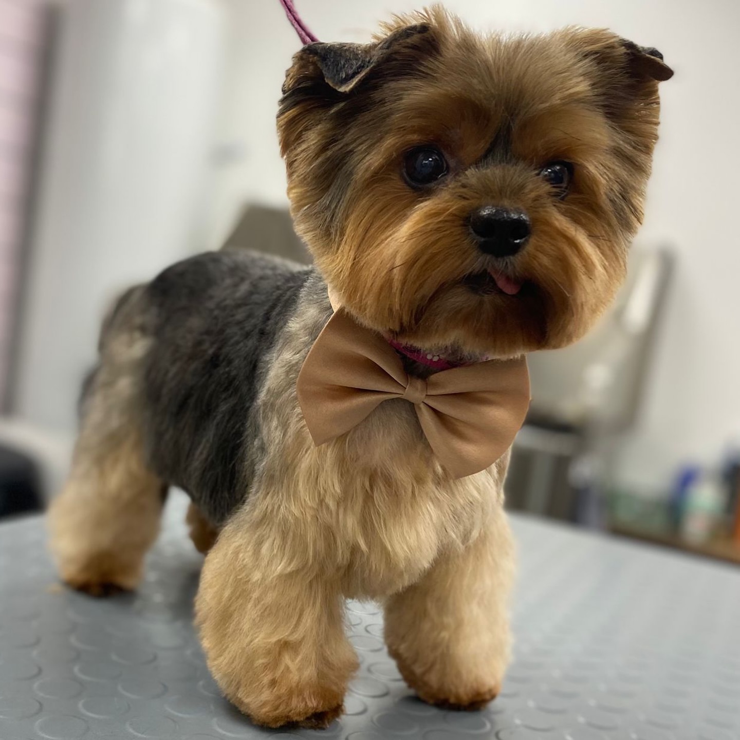 📍Altesses Lorient : 26 rue victor massé
📍Altesses Le Faouët: 25 rue du soleil
😍🌼🥰