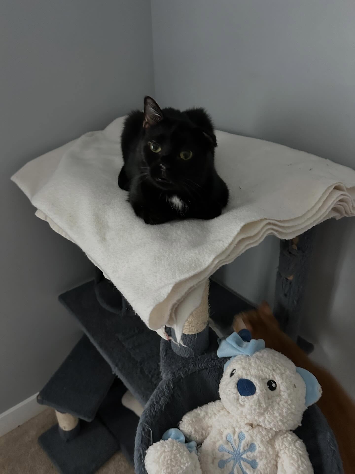 Our sweet Inky has been through so much already 💔 From a hematoma, to having polyps removed, and now he’s facing another big step… tomorrow (April 17th), Inky will undergo a full ear canal removal surgery.
He will be deaf in one ear after this, but the good news is he’ll still have hearing in the other—and most importantly, he’ll finally be on the path to feeling better and living pain-free 🐾
We are incredibly grateful to share that, thanks to your generosity, we were able to raise the funds needed to cover his surgery. Your support truly means everything to us and to Inky.
Please keep our brave boy in your thoughts and prayers for a smooth surgery and a speedy recovery 🙏🏾
We’ve got you, Inky ❤️