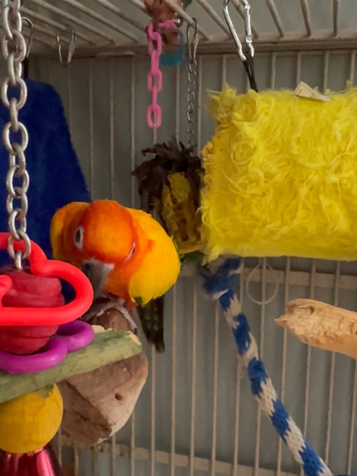 I miss bird sounds❣️#sunconure #petsitterlife