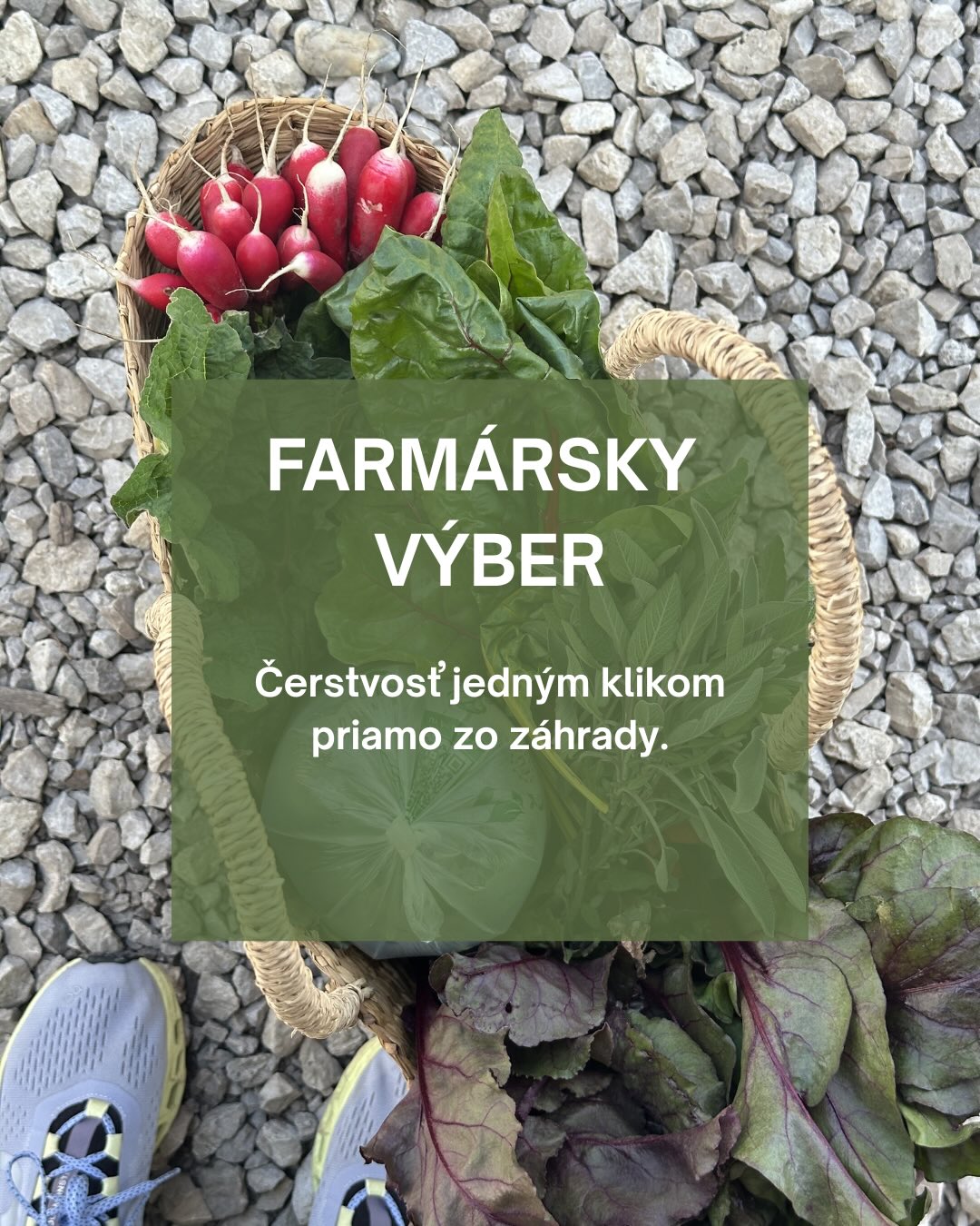 🌿 Farmársky výber: Čerstvé prekvapenie priamo zo záhrady!
Máte radi poctivú zeleninu, ale nebaví vás nekonečné klikanie na e-shope a rozmýšľanie, čo všetko vlastne potrebujete? Máme pre vás riešenie, ktoré vám ušetrí čas a dokonale „roztočí“ vaše varenie!
Zoznámte sa s naším Farmárskym výberom. 🍅🥕
Prečo si ho zamilujete?
Žiadne starosti s nákupom: Vy urobíte len jeden klik na e-shope a o zvyšok sa postaráme my. Eliška vybehne do záhrady a vyberie pre vás presne to, čo je v tejto chvíli v najlepšej kondícii.
Čerstvosť na maximum: Žiadne sklady. Je to priama cesta zo záhonu rovno k vám domov.
Zdravé prekvapenie: Nikdy dopredu neviete, aký presný mix dostanete – zloženie sa mení podľa toho, čo práve dozrelo. Garantujeme však, že to bude voňať slnkom a hlinou!
A čo s tým budem variť? Toho sa vôbec nemusíte báť! Ak si nebudete vedieť rady s nejakým kúskom aktuálnej zeleniny, stačí sledovať náš Instagram. Pravidelne tu ukazujeme, čo práve rastie a hlavne – aké fantastické jedlá z toho vyčarovať na tanieri.
👉 Hoďte si svoj Farmársky výber do košíka link v bio.
Vybavte nákup bleskovo a zvyšok nechajte na nás. Eliška sa už chystá na zber! 👩🌾
#farmarskyvyber #lokalnazelenina #dreamfarm