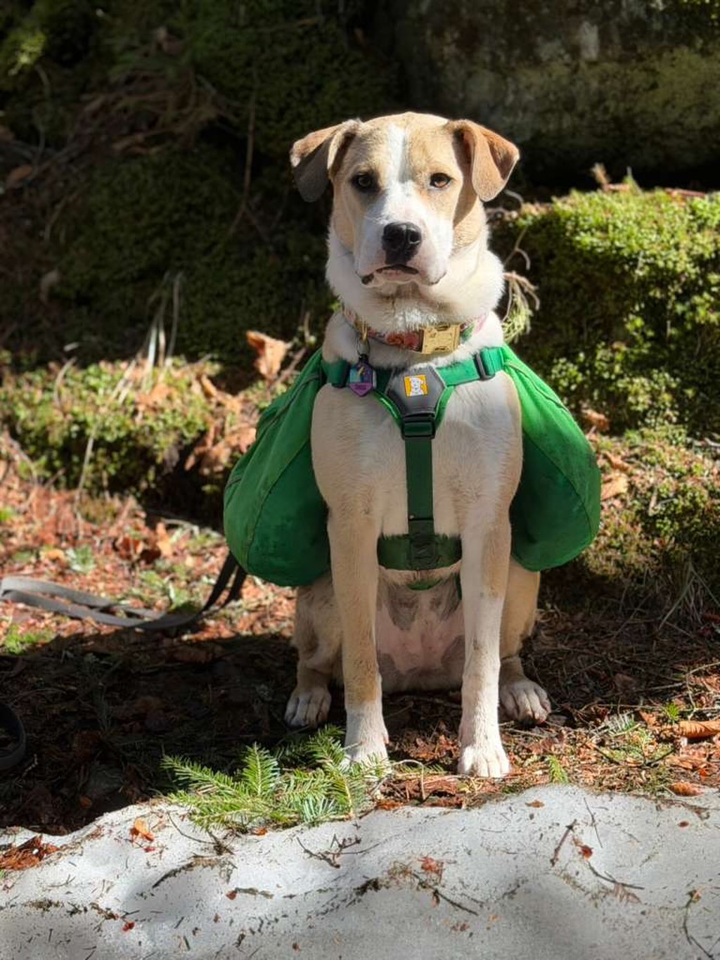 Our little explorer found a home. 🐾 #WagWithWilliam #FearFreeTraining #PositiveReinforcement