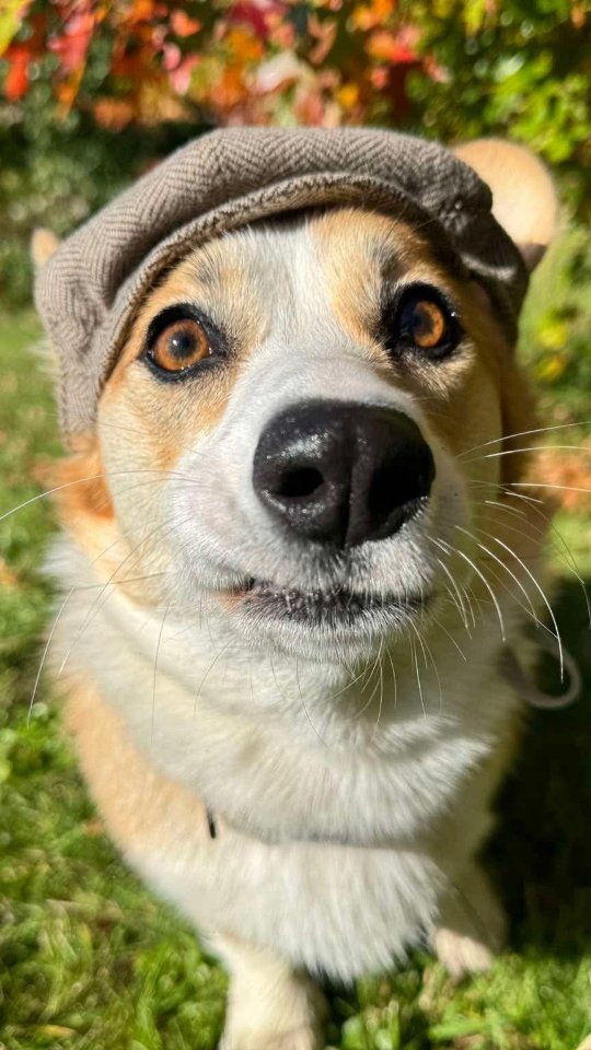Cricket!!! What a cutie in the Dapper Dogs Collection, Vintage Style Cap in the colour Walnut! Cricket lives in New Zealand 🇳🇿 😍 so cute!
Want one for your pup, jump online and check them out!