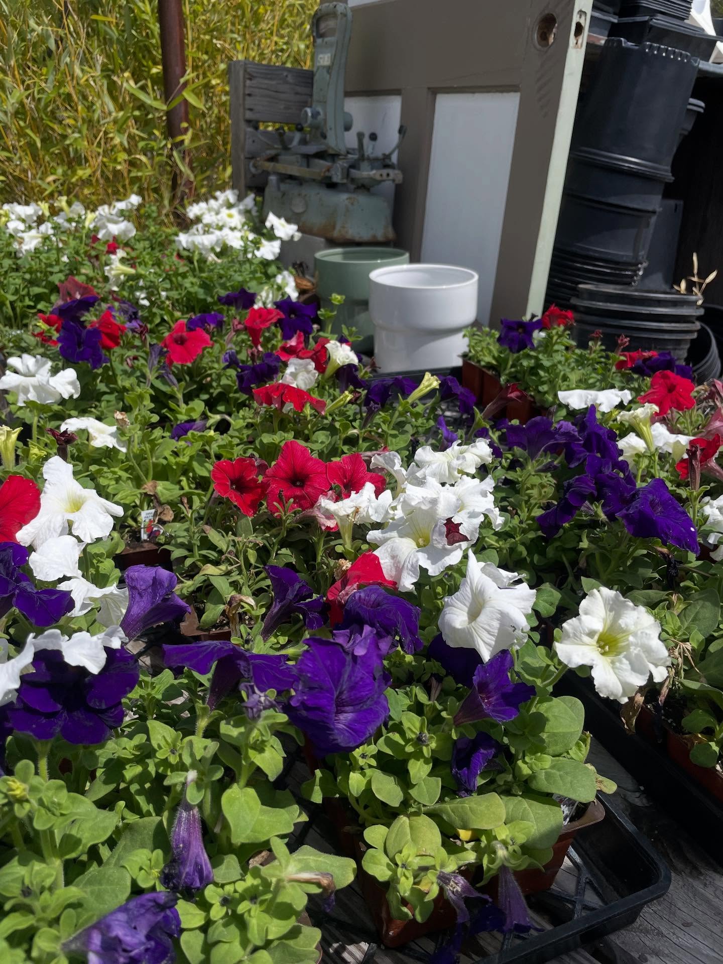 Our starting selection… annuals available for immediate color! It’s still cold nights so some of them need more protection. We will be bringing more color options in as our weather gets more consistent 🌸🤩
Open: Thursday-Monday // 9am-4pm