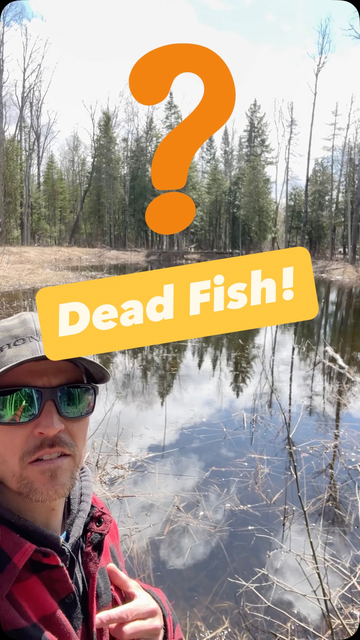 How did these fish get in my pond? #thetoolpulse #fishfrenzy #springtime #pond #wildlife
