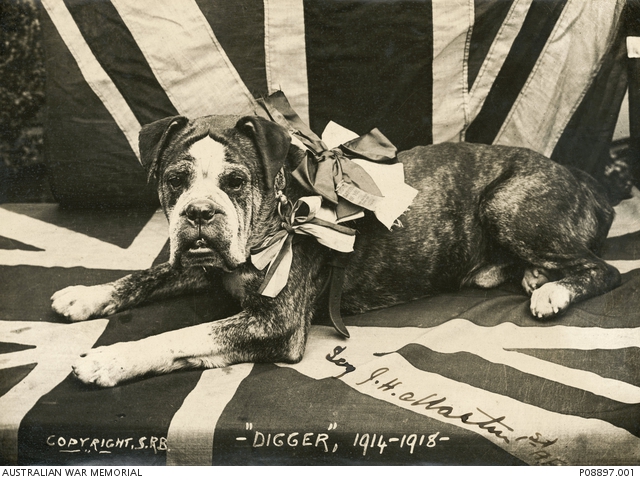 🐾 Lest We Forget — Our Four-Legged Heroes 🐾
This ANZAC Day we want to take a moment to remember some of the other bravest and most loyal souls who served in World War I as well — the dogs.
Over 20,000 dogs served alongside soldiers during WWI. They crossed no man's land to find the wounded, staying beside the fallen so no one faced their final moments alone. They carried vital messages through enemy fire, stood sentry in the darkness, hauled supplies through impossible terrain and brought comfort to exhausted and homesick men in the trenches every single night.
Many were beloved family pets donated to the war effort. Breeds like Airedale Terriers, Border Collies, Sheepdogs and Retrievers served with extraordinary distinction — and Australian dogs like Digger a brown and white bulldog that was a stray and became legends of the Gallipoli campaign.
They were loyal, as dogs always are — completely and without question.
This ANZAC Day we honour all who served. 🌿
Lest we forget.
@hendricks_and_maple | www.hendricksandmaple.com