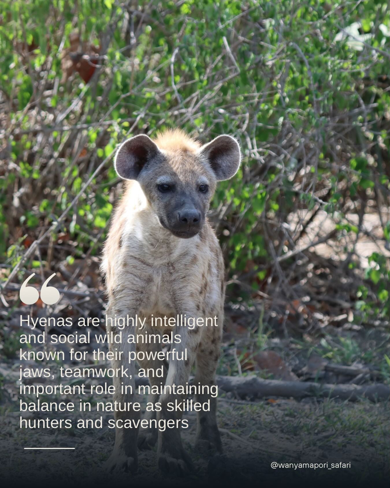 Silent hunters of the wild — fierce, intelligent, and built for survival
#hyena #safari #tanzania #wild #naturelovers