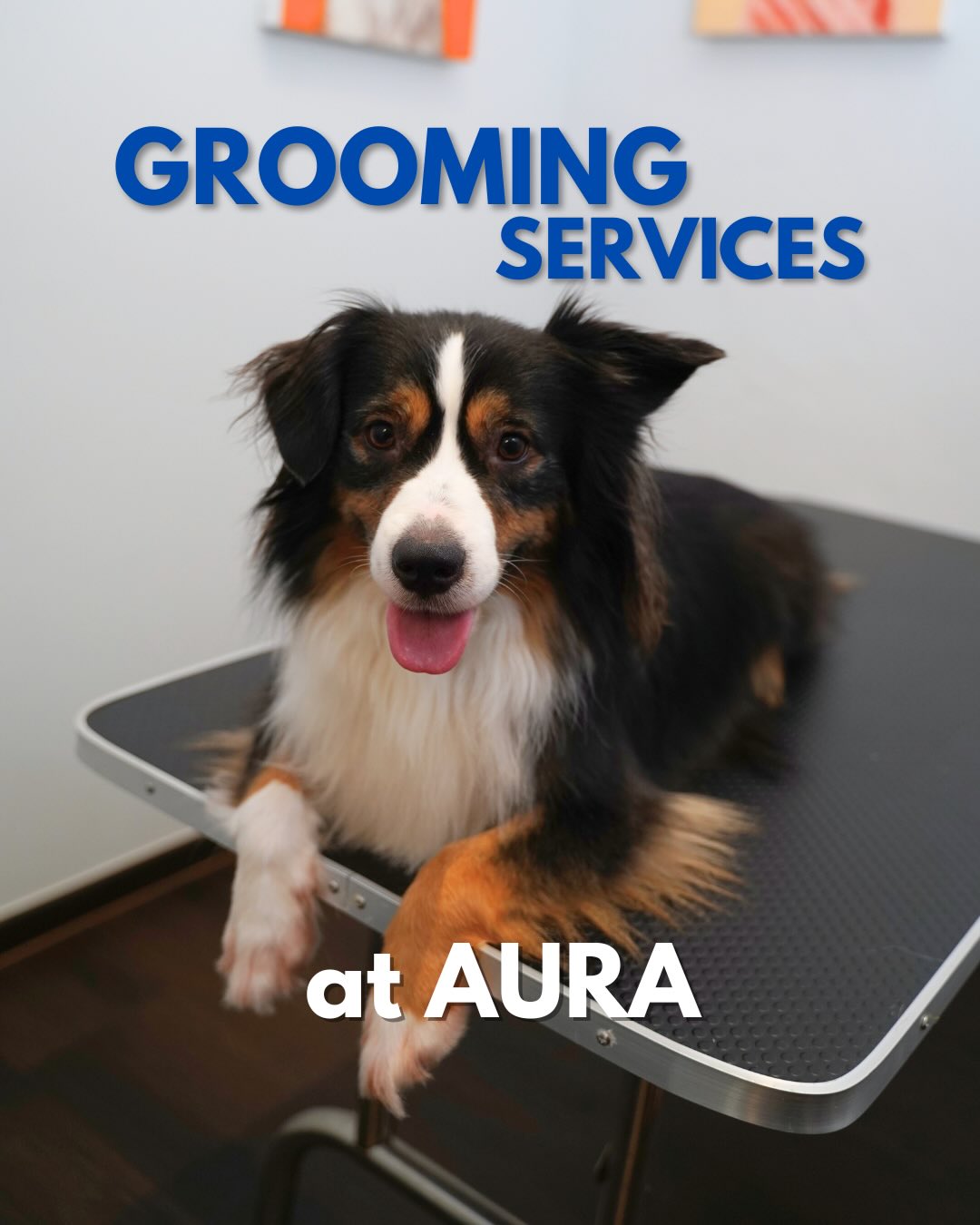 AURA now has GROOMING SERVICES ‼️‼️
DM us for prices and more information 👀
📍 57 Jalan Tua Kong