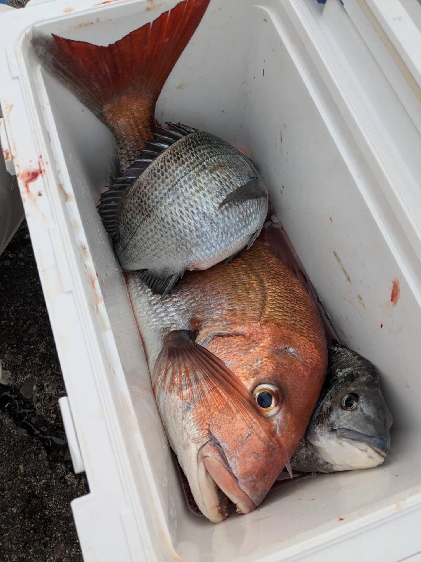 4/15 ボート釣果
予報良くボート日和でした!アジは少し渋めで良い方で10匹前後の方が多かったようです、アノさんはマダイ狙いでタイラバにて見事60センチほど、お見事です!