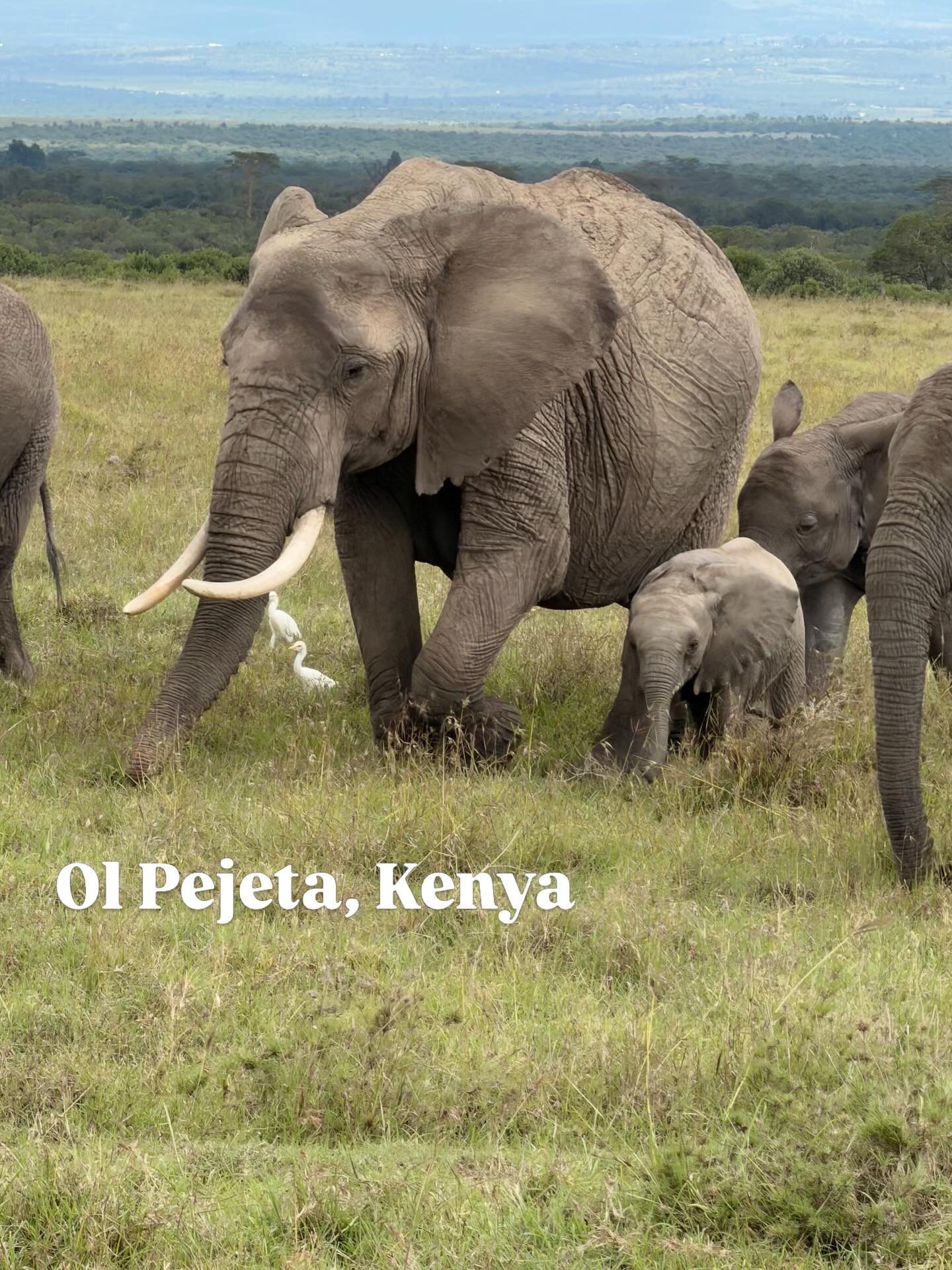 Today it became very real.
Wildlife isn’t something you visit here… it’s something you step into.
And yes… that was an elephant.
#OlPejeta #ConservationTravel #ProtectWildlife
#SustainableTravel #TravelWithPurpose