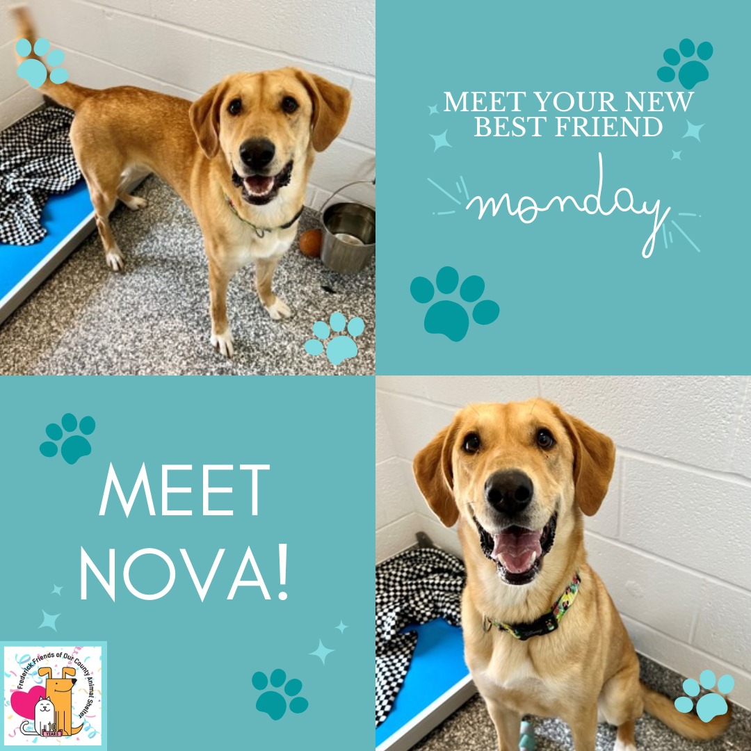 Meet your new best friend, Nova from @fredcoanimalshelter! She's a three-year-old hound mix who would do best in a home without small animals! She is very sweet and ready to go furever home with you!
https://frederickcountymd.gov/114/adopt
#petsarefamily #nova #dogadoption #shelterdogs #frederickmddogs #doglovers #dogpeople #meetyournewbestfriendmonday #meetyournewbestfriend