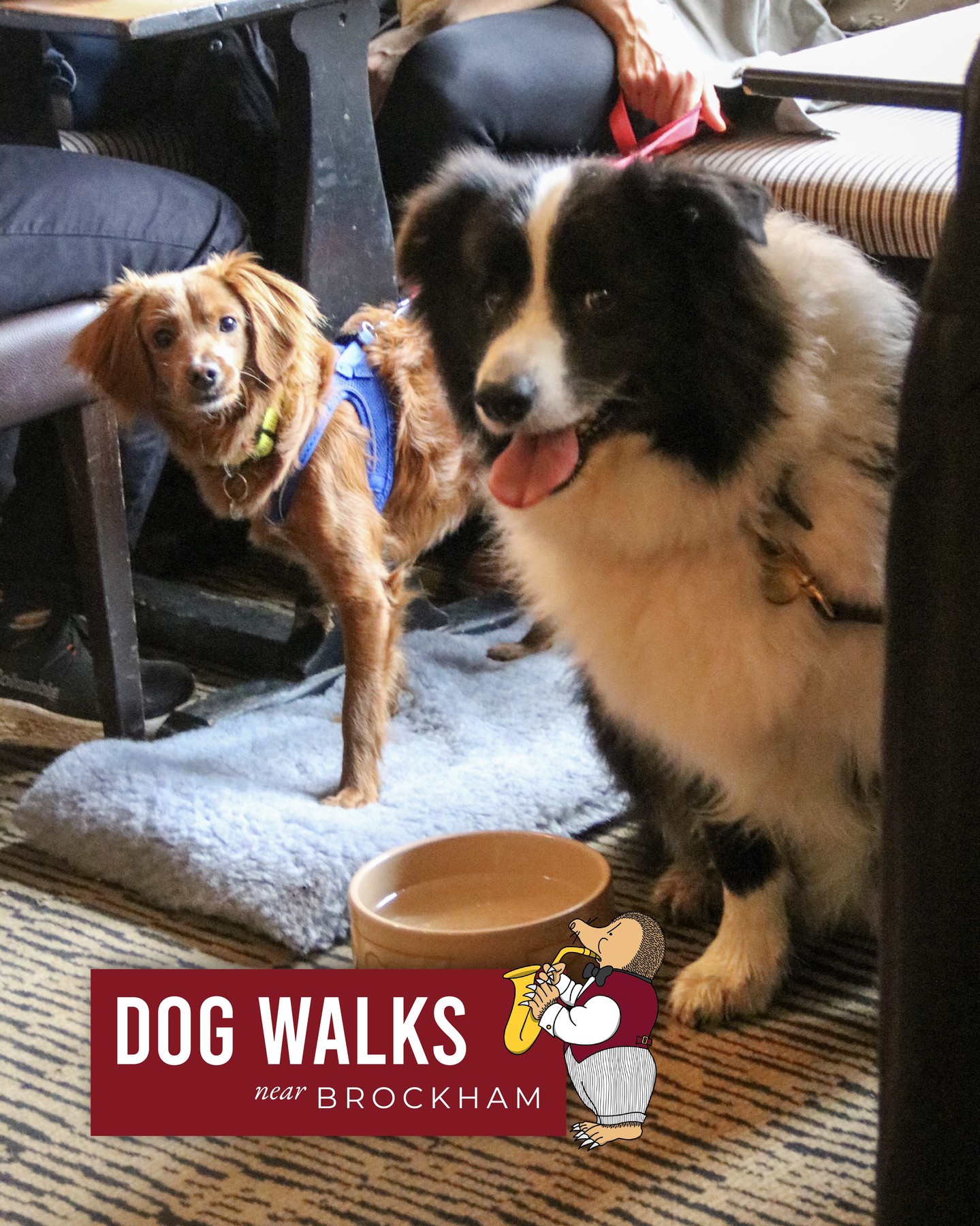 The Inn on the Green, our Grumpy Mole in Brockham, is easily one of our most eye-catching spots, and a firm favourite for those exploring the village with a furry friend in tow! 🐾🌳
New to the area? Before you join us for a well-earned pint, make sure to check out these local spots:
Box Hill: For the adventurous pups who love a climb and a world-class view. ⛰️
Betchworth Castle Ruins: A slightly more "hidden gem" walk that offers a unique history.
The River Mole: Perfect for a scenic wander along the water’s edge.
Book your table in advance to ensure a treat is waiting at the finish line!
#grumpymole #dogwalks #thegrumpymole #brockham