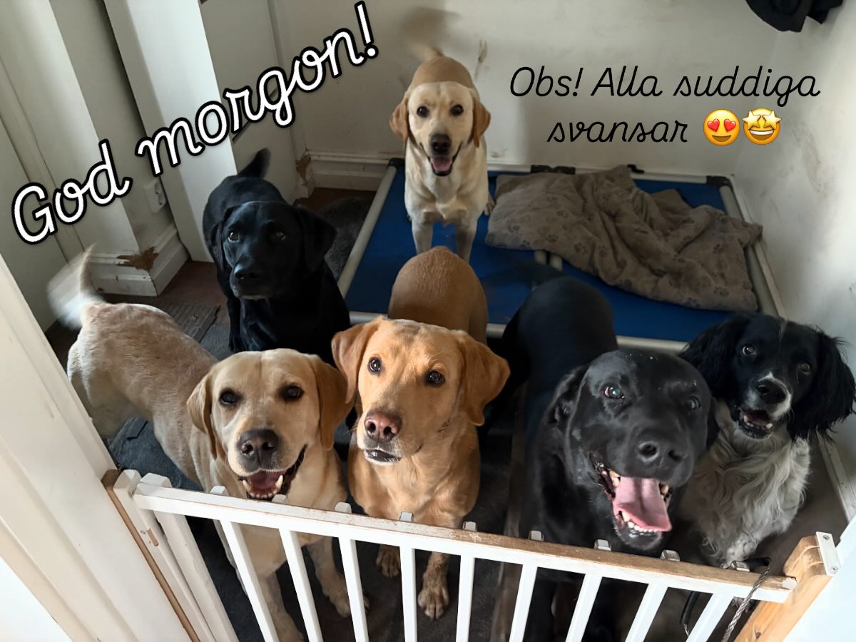 Efter morgonrastning är energin på topp och alla pojkar glada och taggade på mat 🤩 I helgen har jag några extra hundar, just love it! 🥰 #teamolsen #teamolsenforthewin #såmycketlycka #levadrömmen #hundlycka