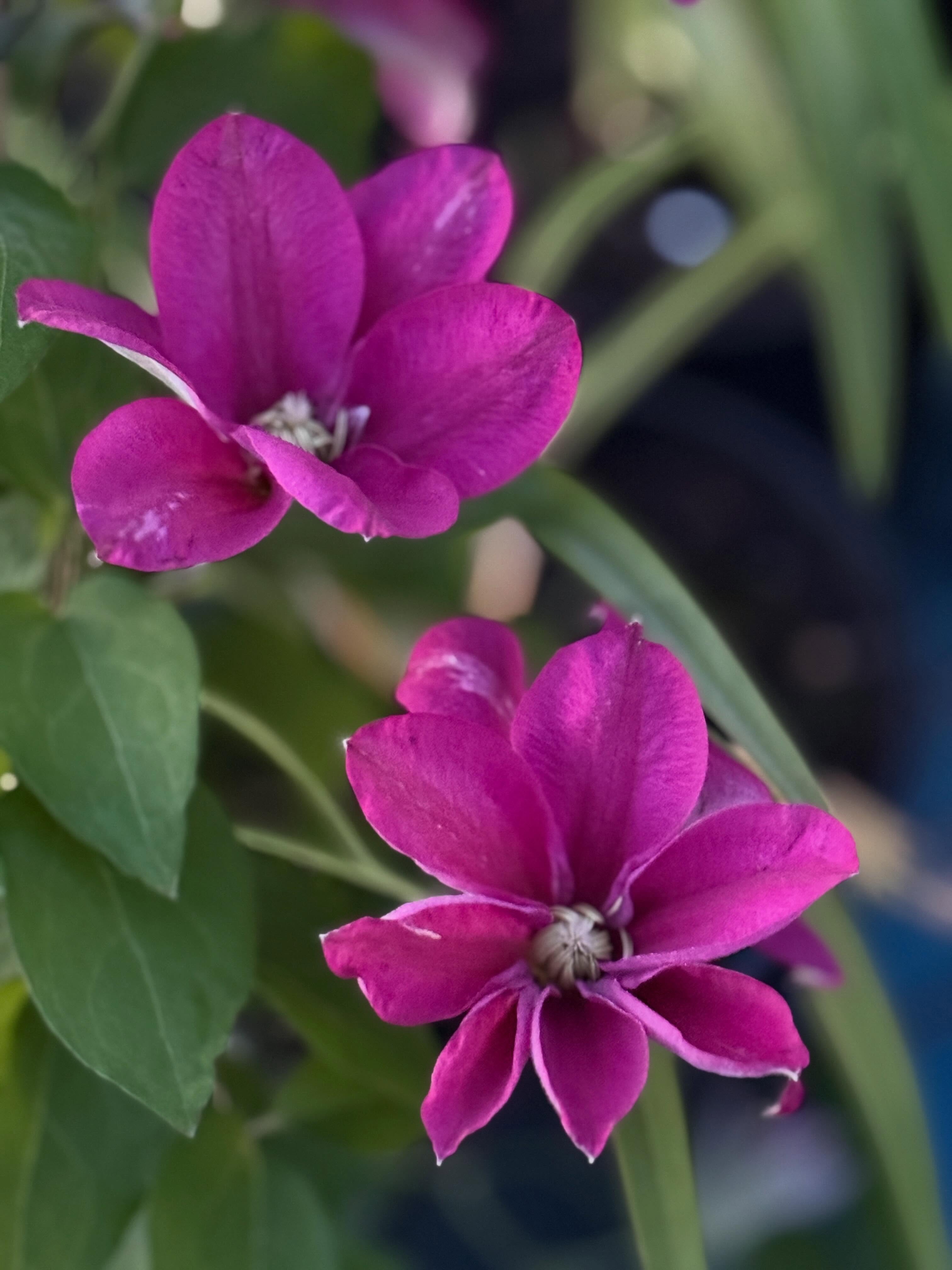 Inspired by #small_magical_gardens after our collaborative “Small Gardens Talk” on roses and other plants, I purchased some Clematis from Tesco of all places!! Only £8, I’m looking forward to pairing them up either climbing roses. What colour combos would you choose? #clematis #roses #clematisandroses #small_magical_gardens