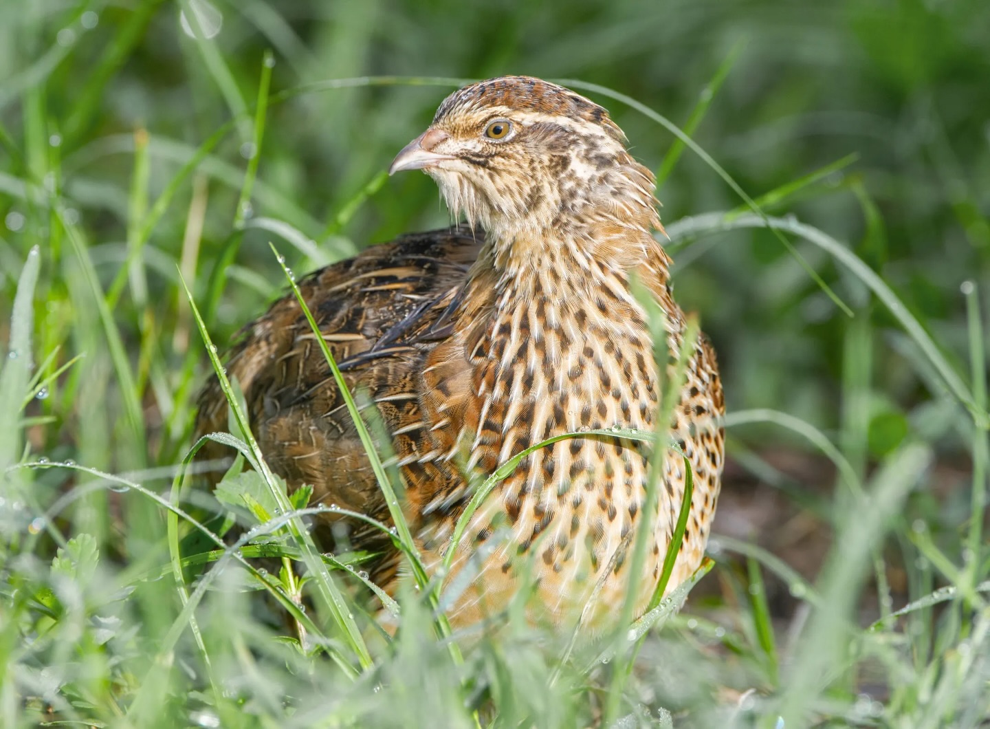 New addition to our Kitchen Garden Project.
Along with our Indian Runner Ducks, these Quail are super, natural pest controllers and produce delicious, protein rich eggs.
Their manure has very high nitrogen levels but when managed and integrated into the soil it makes fantastic fertiliser.
#quail #moortolife #moortolifecic #permaculture