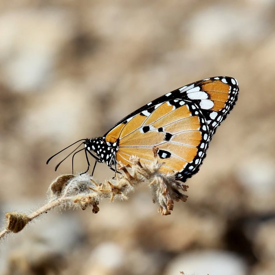 A plain tiger butterfly at Katelios.
#islandwildlife #kefaloniawildlife #greekwildlife #guidedwildlifewalks #butterfly