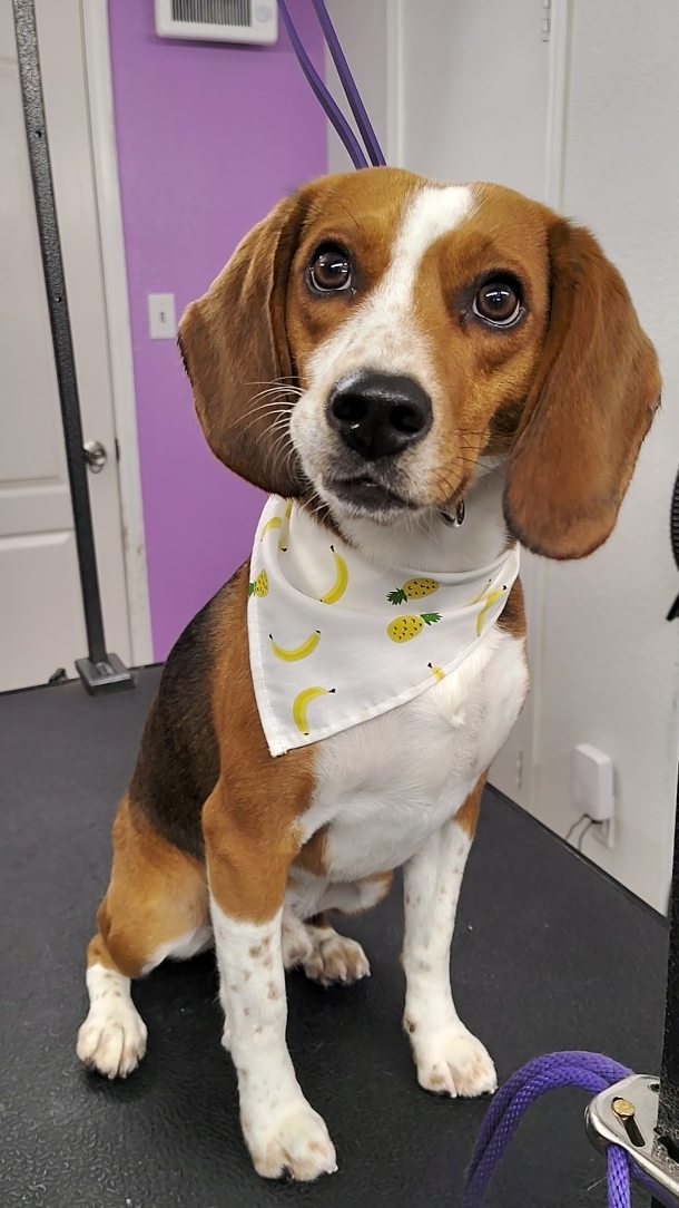 Marley is a nervous beagle who does so well with our slow, intentional approach 💛✨ Gentle, one-on-one care helps him feel safe, settled, and proud after his spa day.
#beagle #fearfreegrooming #luxurydoggrooming #sanmarcostx #calmdog