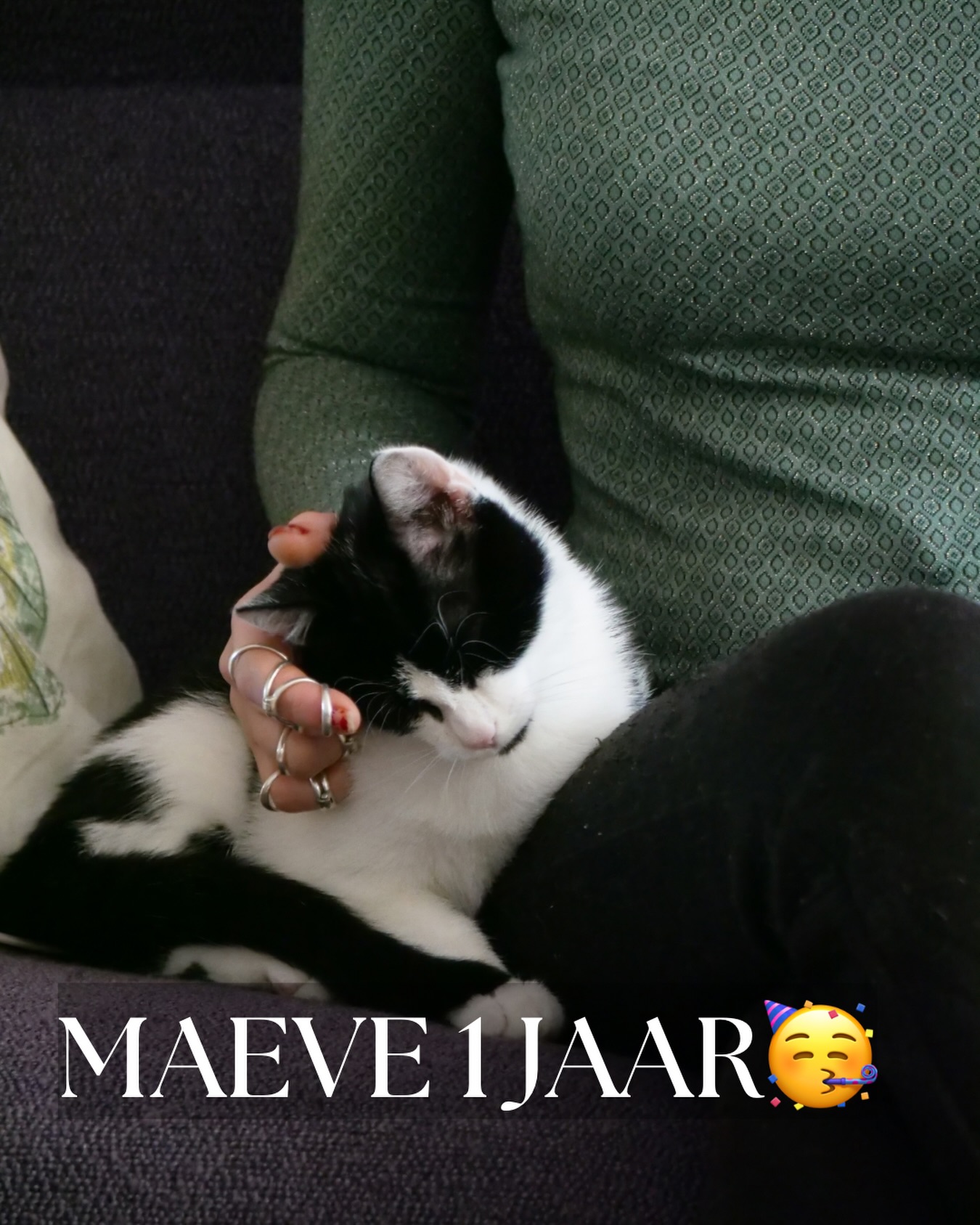 Maeve is vandaag jarig en is 1 geworden!
Sinds hij een paar maanden in mijn leven is gekomen brengt deze kleine schat zoveel gezelligheid en liefde met zich mee. Zowel voor mij als voor Ginny en Rover. Ik kan me mijn leven niet meer zonder hem voorstellen🩷
Also hoe woont hij al weer 7 maanden bij ons🥹