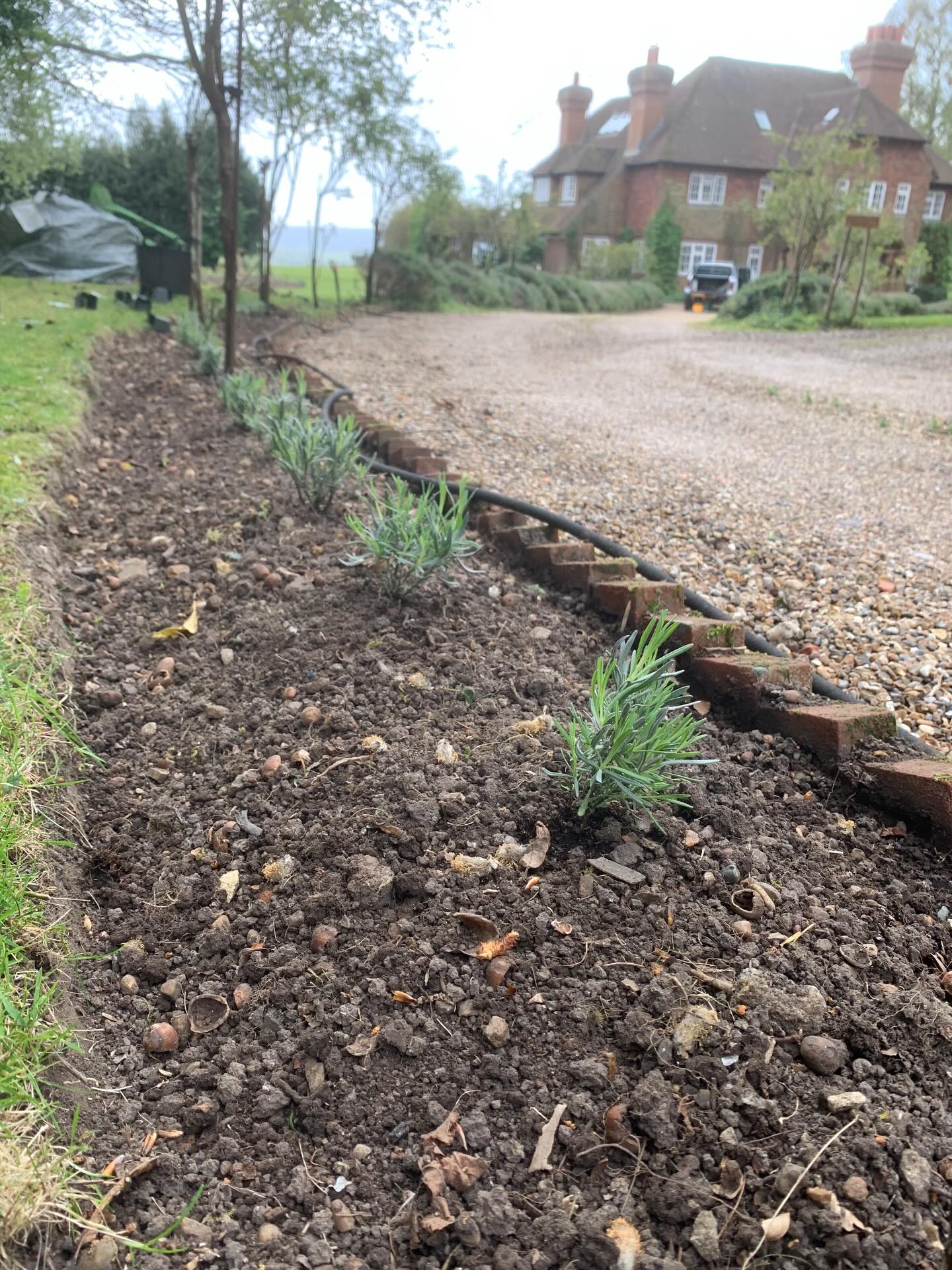 Replacing this lavender hedge. A few down, some more to go…
#highamwoodgardens #gardenertonbridge #gardensofinstagram #englishgardens #gardening
