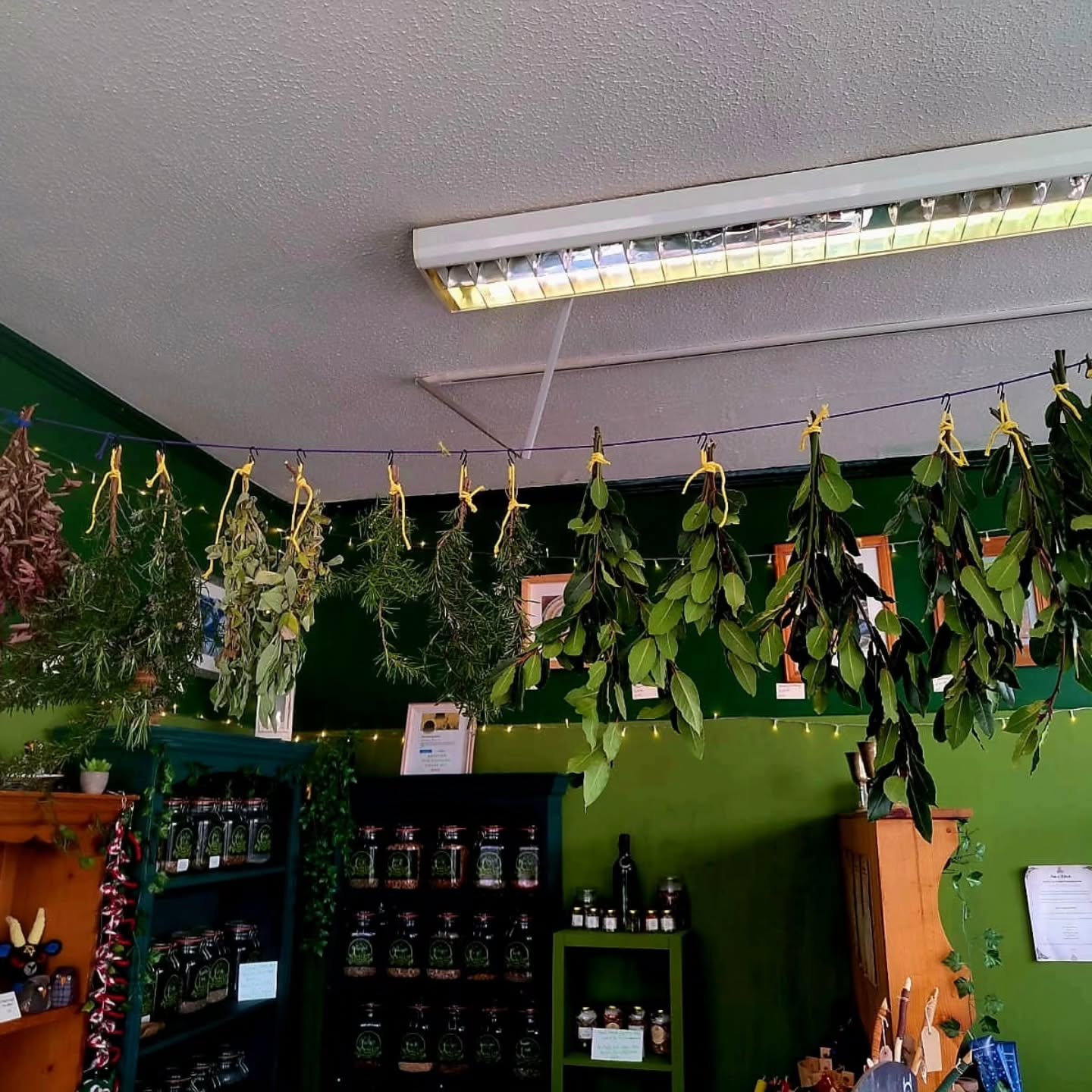 Good afternoon Wytches, we've got more Magickal plant cuttings drying in the shop, from Dr Ali G's Magickal Garden!!
We've added more Bay, Sage and Rosemary - once dried they will be used for our herbal bundles in around 6 or more weeks. It will be a little longer for the Bay, but we have a full jar already.
We've added 2 new herbs to the shelves.
We have a new variety of Red Witch Hazel, used for Healing, Protection and wards of negative energy.
And Nordic Spruce Pine needles, Nordic Spruce has much Folklore written about it, providing protection, strength, abundance, healing and helping people to Awaken Spiritually.
See you all tomorrow
Blessings of the Land Sea and the Sky ❤️❤️❤️❤️
