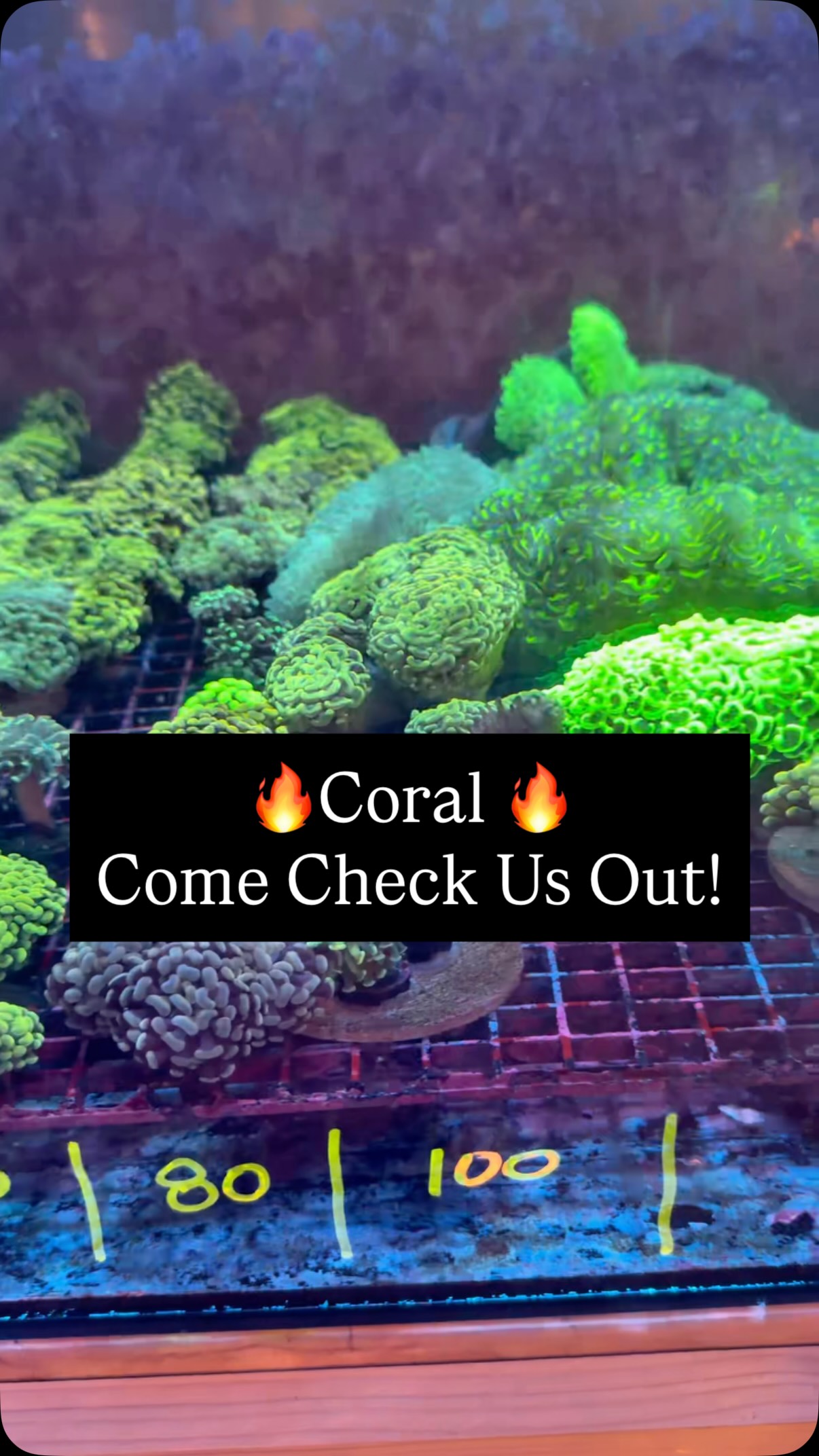 Coral looking 🔥 come check it out 🪸
Open Today 11–6
Check out fish stock here: https://www.undertheseanc.com/retail-store #reeftank #aquariumhobby #reefaquarium #coral #fishtank