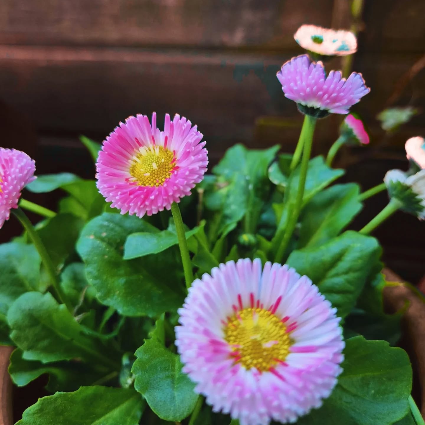 Bald wird's wieder sonnig und wärmer. Ich freu mich auf den Sommer.
.
.
#frühling
#frühlingserwachen
#blumenliebe
#flowerphotography
@rheintracht