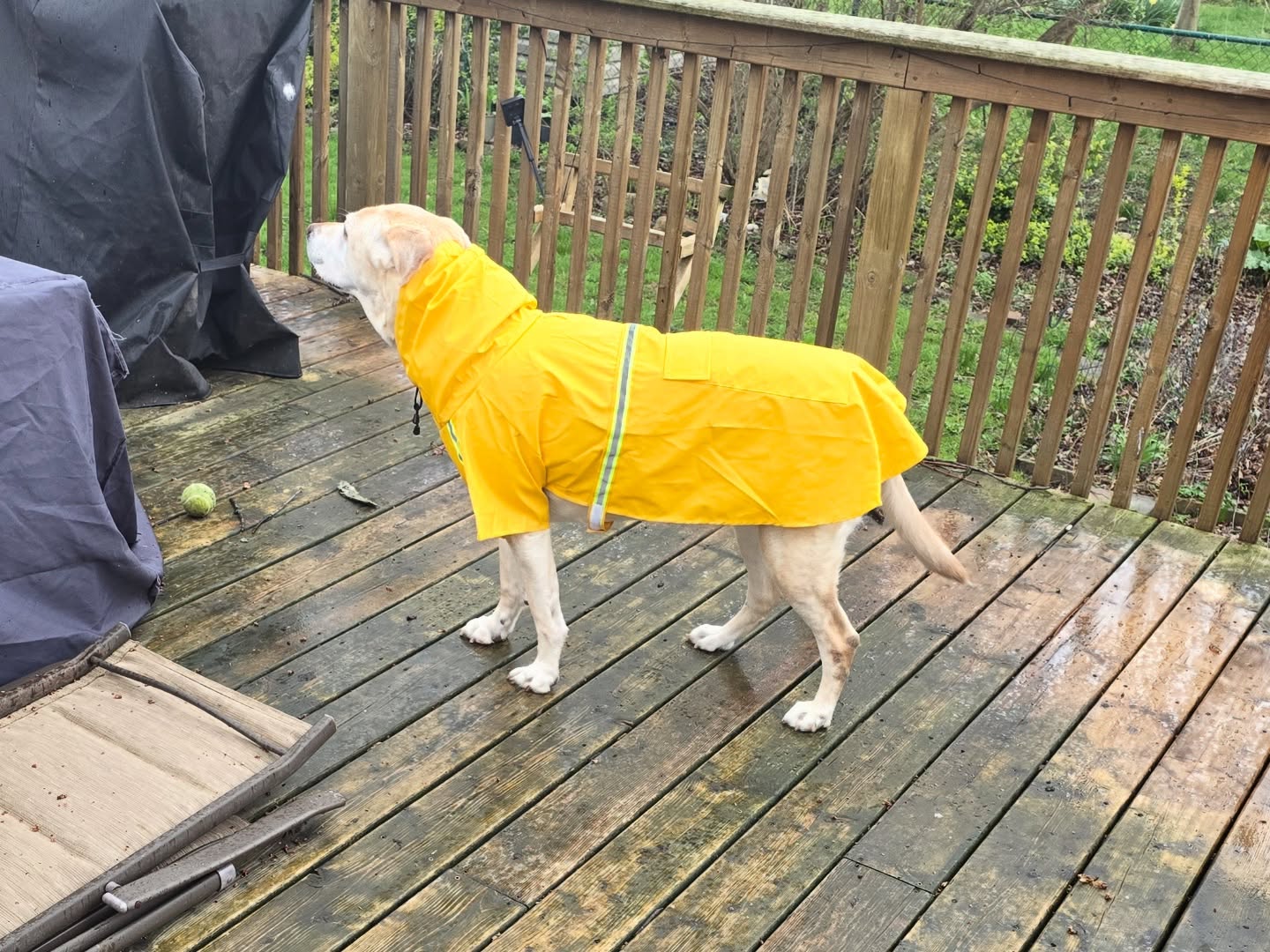 Lily in her raincoat says COME TO METEOR TONIGHT!!!! OR ELSE!!
it’s gonna be a great time you won’t want to miss it >:)