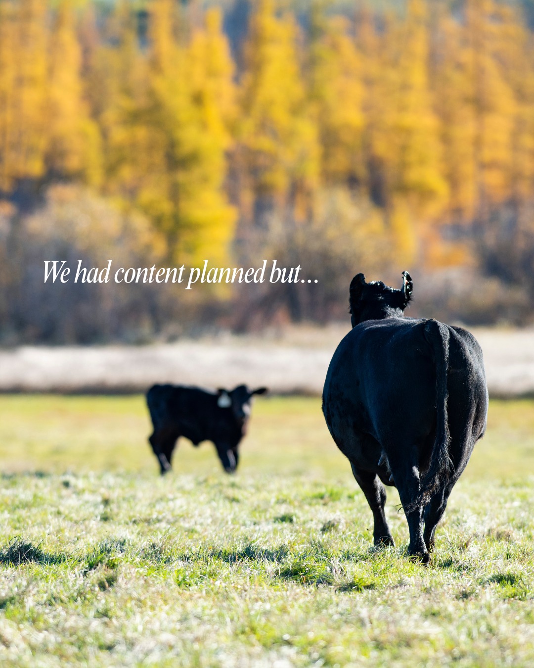 We had content planned… but then the real work showed up.
After all, the cows don’t care about our posting schedule, calving doesn’t pause for social media, and we won’t mention that list that doesn’t care what day it is.
Because here’s the truth:
We don’t just run Ranching.FYI…
We all ranch too.
But we’re back and we’ve missed being in the conversation with you.
Are you done calving yet?
If not, drop how many heifers you’ve got left below 👇
And follow @Ranching.FYI if you want to learn from people who are ranching right with you not just posting about it.
#ranchingfyi #sim2win #ranchlife #calvingseason #workingranch
