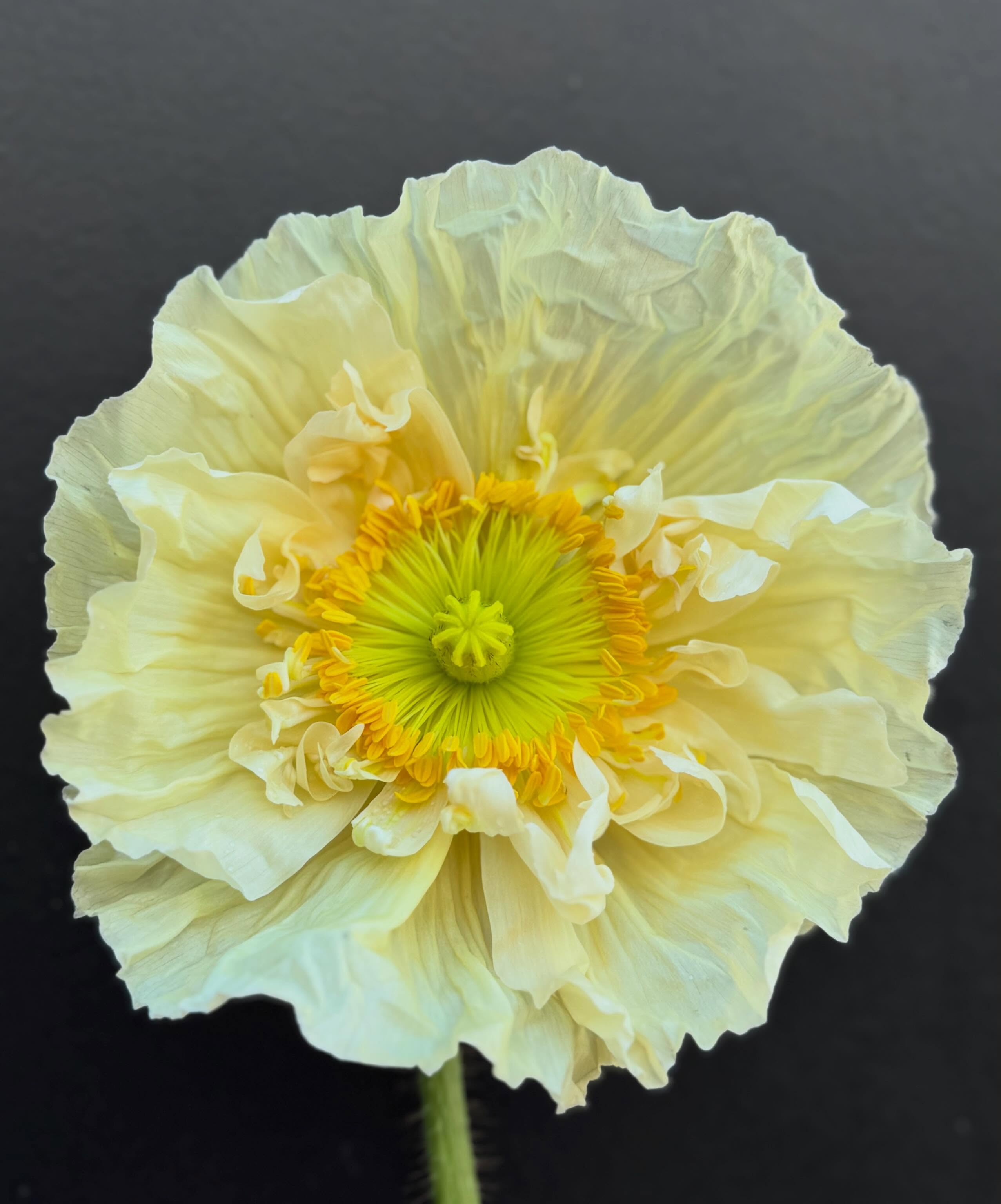 We love our Iceland Poppies. Great colours coming out of our seed mix. Still got seed for sale on our store if you want to grow some of these beauties
