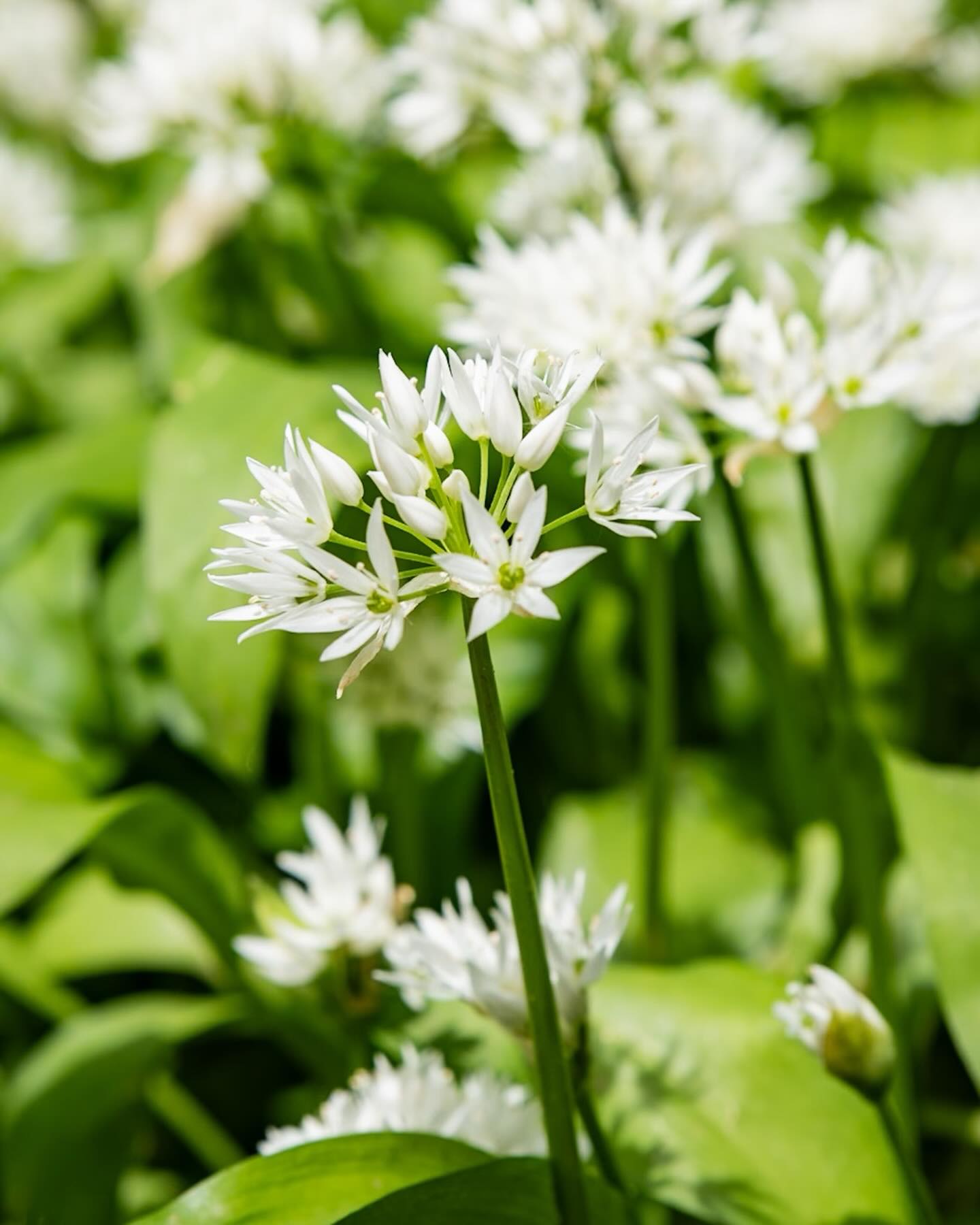 Wild garlic flowers at Vallis Vale #frome #flowers #fromesomerset #vallisvale @garfieldaustinphotography